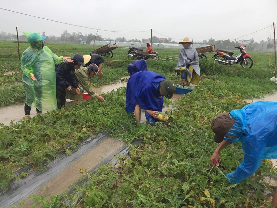 Các đoàn viên thanh niên xã Nghi Long giúp dân thu hoạch dưa chạy lụt. Ảnh: Thu Hiền