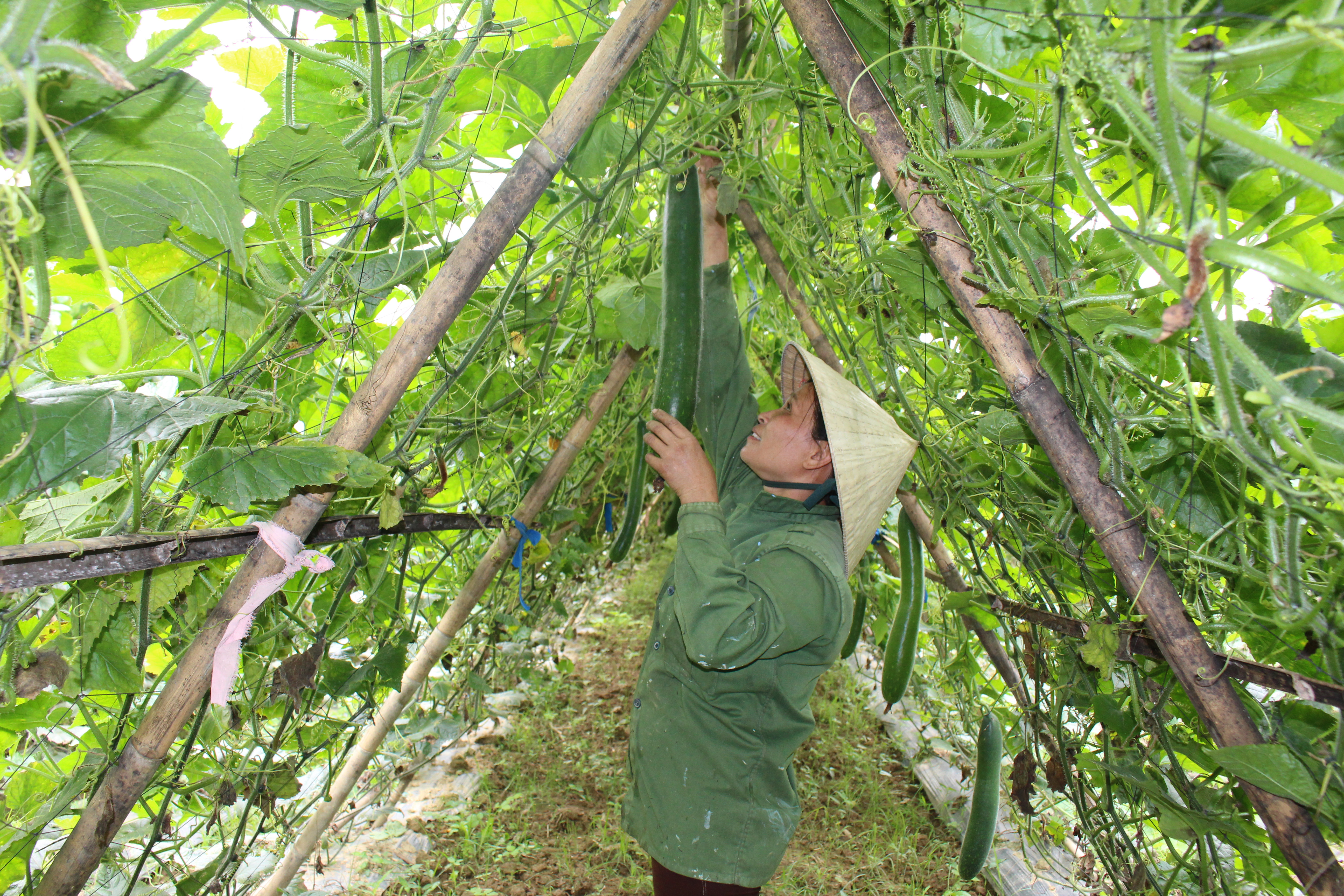 Nông dân xã Phúc Sơn, Anh Sơn vẫn khẩn trương ra đồng thu hoạch bí xanh chạy bão. Ảnh: Thái Hiền