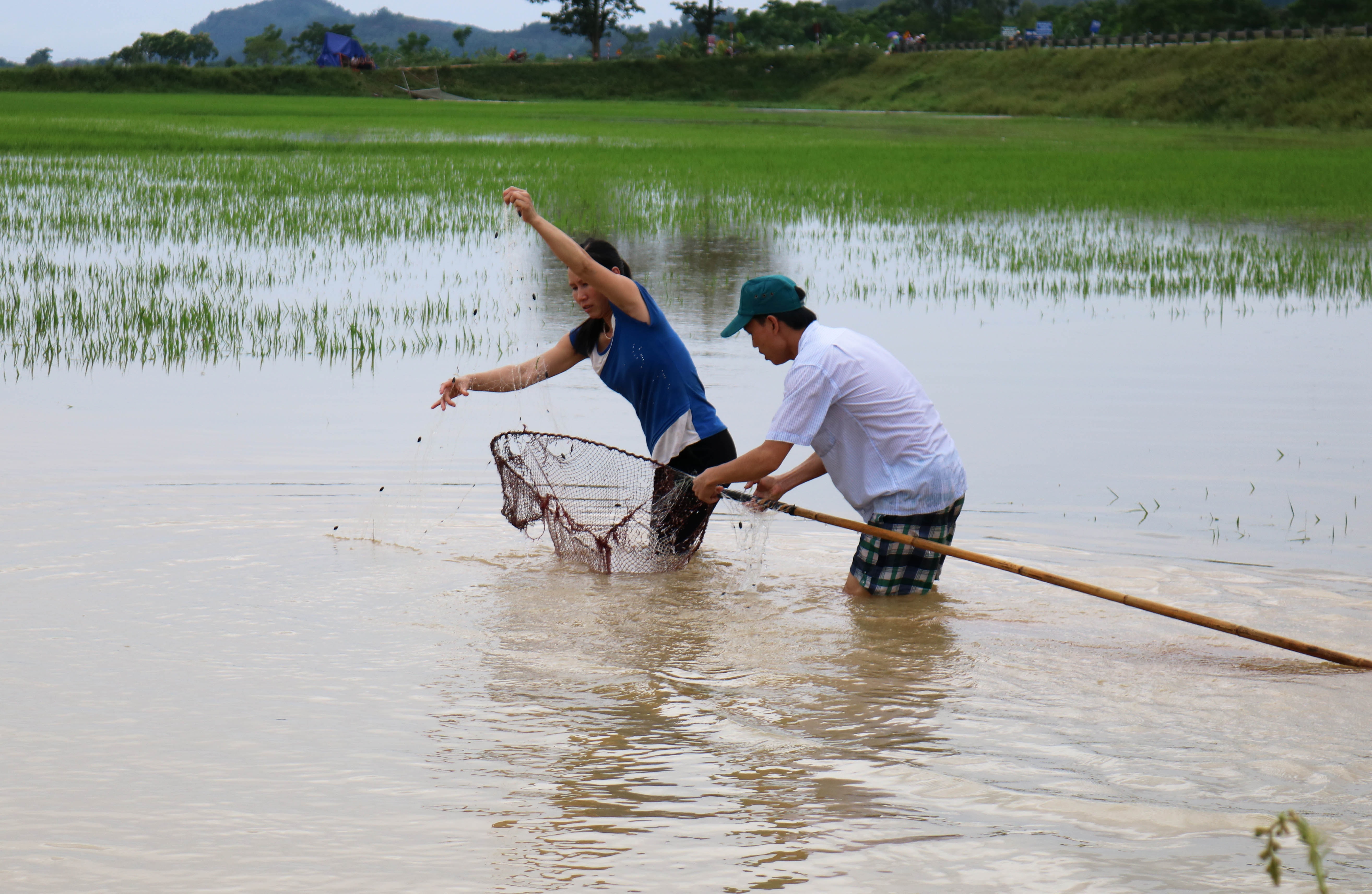 Hai vợ chồng cùng đi bắt cá trên ruộng ngày mưa, vợ giăng lưới, chồng vác vợt gỡ cá mỗi khi có 