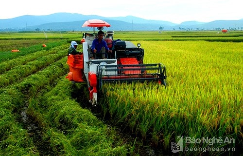 Chủ trương dồn điền, đổi thửa theo Chỉ thị 08 của Ban Thường vụ Tỉnh ủy nhằm tạo diện tích lớn, đưa cơ giới vào nông nghiệp. Ảnh tư liệu