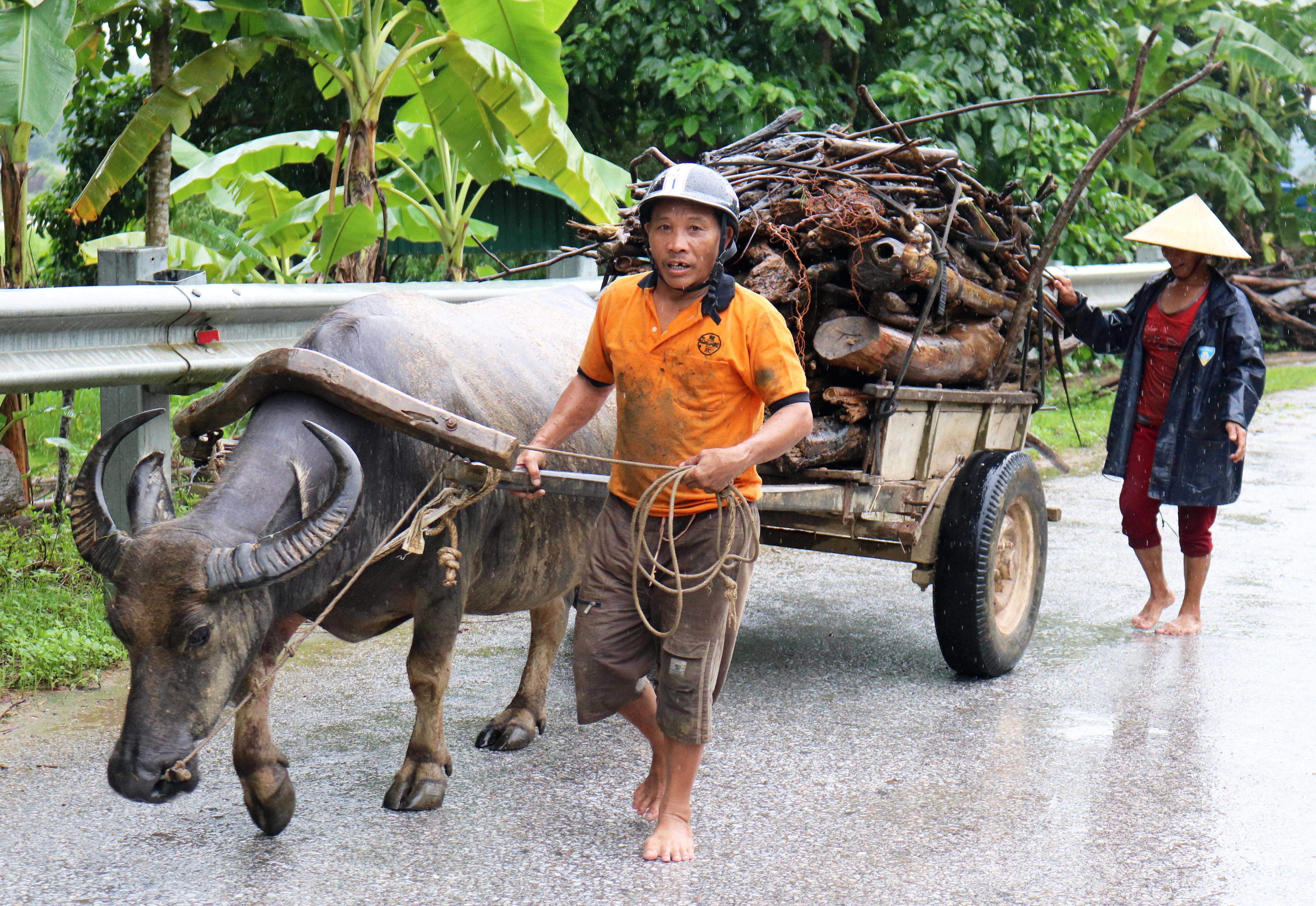 Những chuyến xe trâu chở củi về nhà trong mưa. Ngày “hối” sông Lam, ven quốc lộ 46  gần những bến sông này đều chất đầy củi lụt. Ảnh: Huy Thư