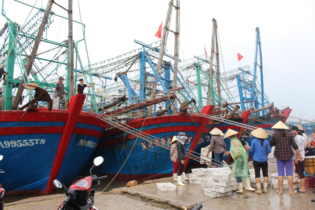 Sau khi bão số 3 tan, ngư dân các xã Tiến Thủy, Quỳnh Nghĩa, Quỳnh Long... đồng loạt ra khơi đánh bắt, sáng 21/7, một số tàu đã về cập bến với nhiều  hải sản có giá trị. Ảnh: Việt Hùng.