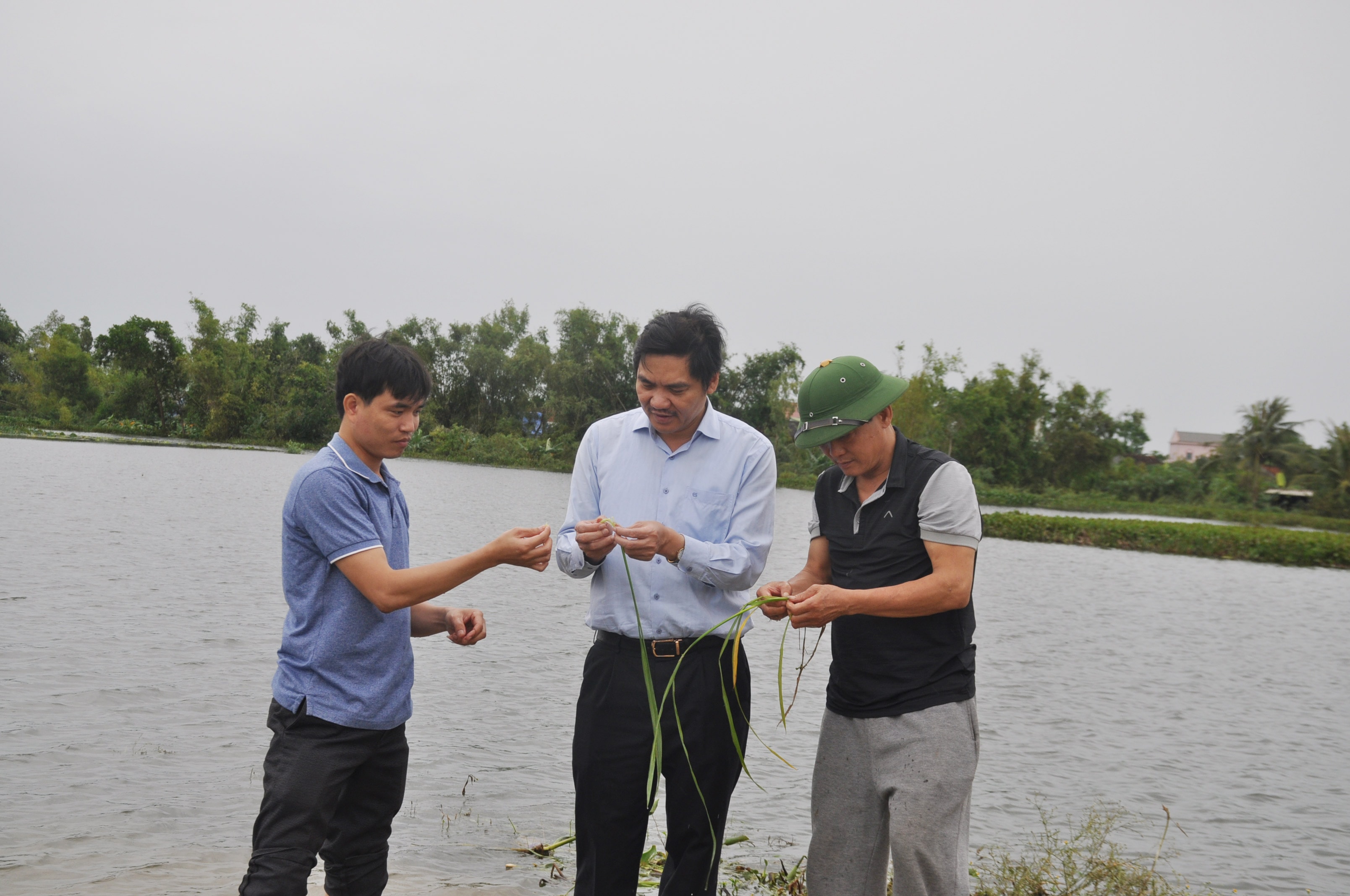 Một số diện tích lúa của Yên Thành bị ngập sâu, khả năng mất trắng. Ảnh: Thu Huyền