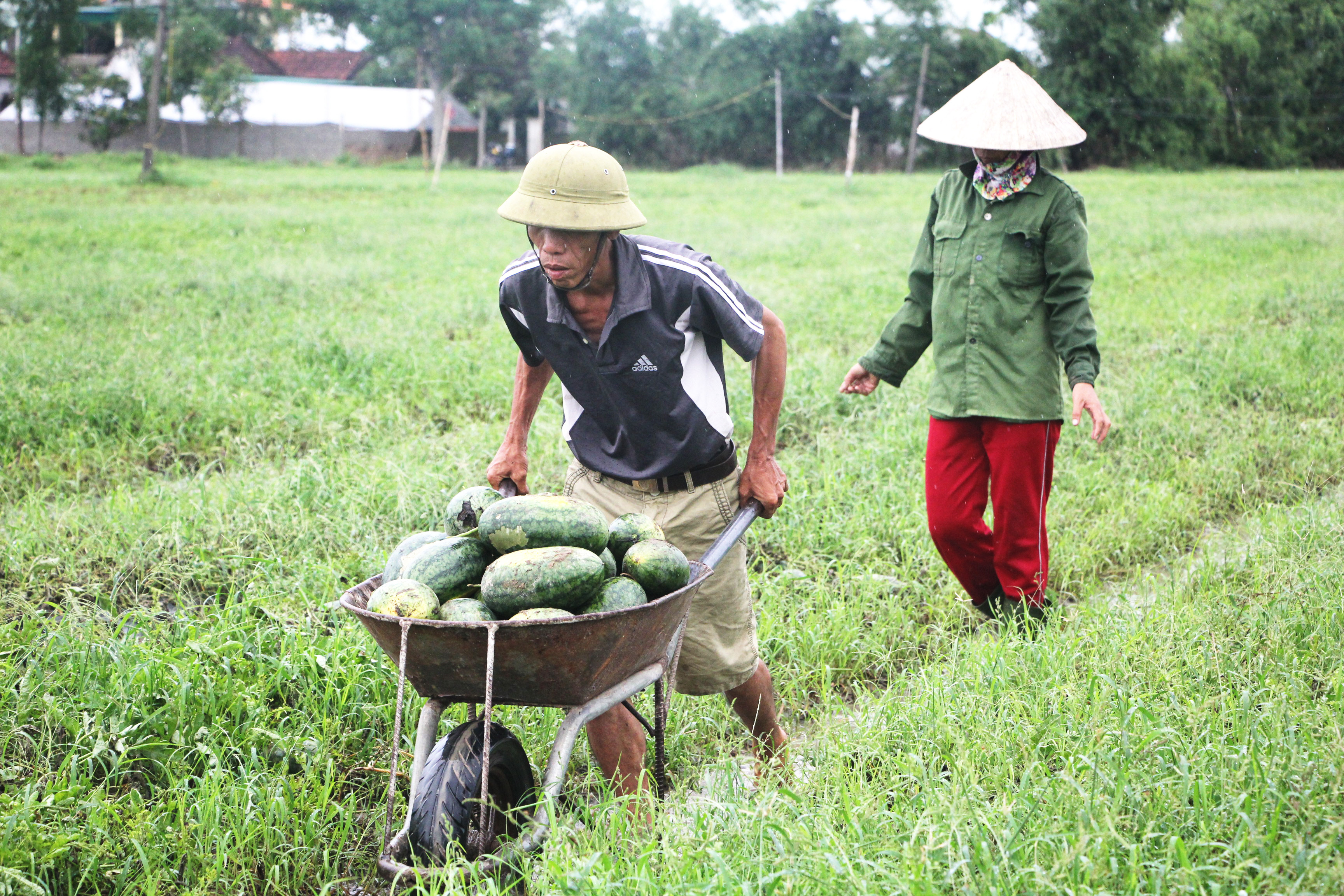 Lượng dưa quá lớn nên bò ăn không xuể. Số dưa còn lại chủ yếu được người dân bỏ mặc thối rữa dần trên ruộng hoặc đem chất đống bên bờ ruộng - Ảnh: Nam Phúc