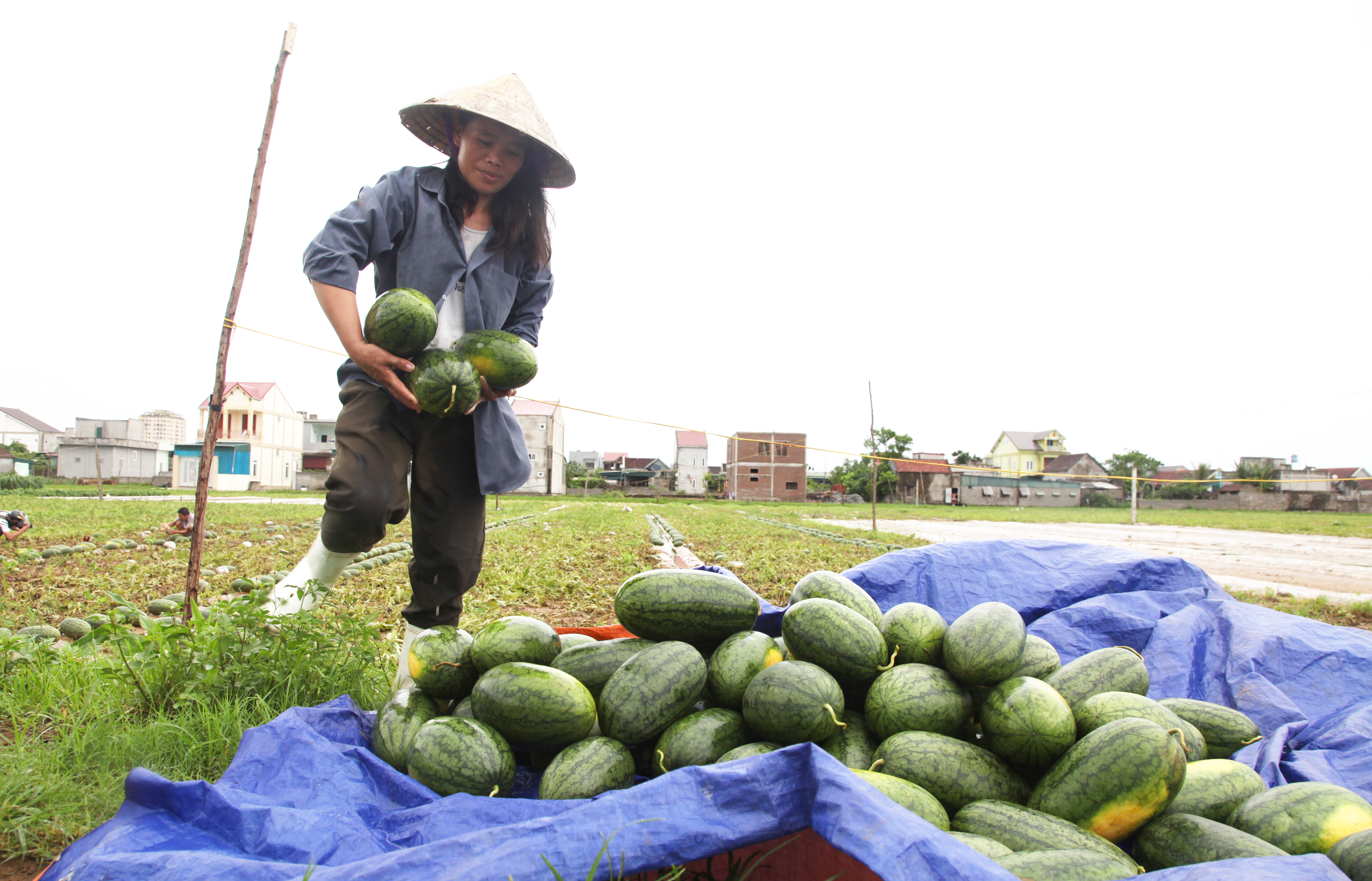 Nếu được mùa, dưa hấu có giá 6.000 đồng/kg, nhưng nay chọn những quả to, đẹp người dân đem ra chợ bán 2.000 đồng/kg cũng rất khó tiêu thụ. Ảnh: Nam Phúc