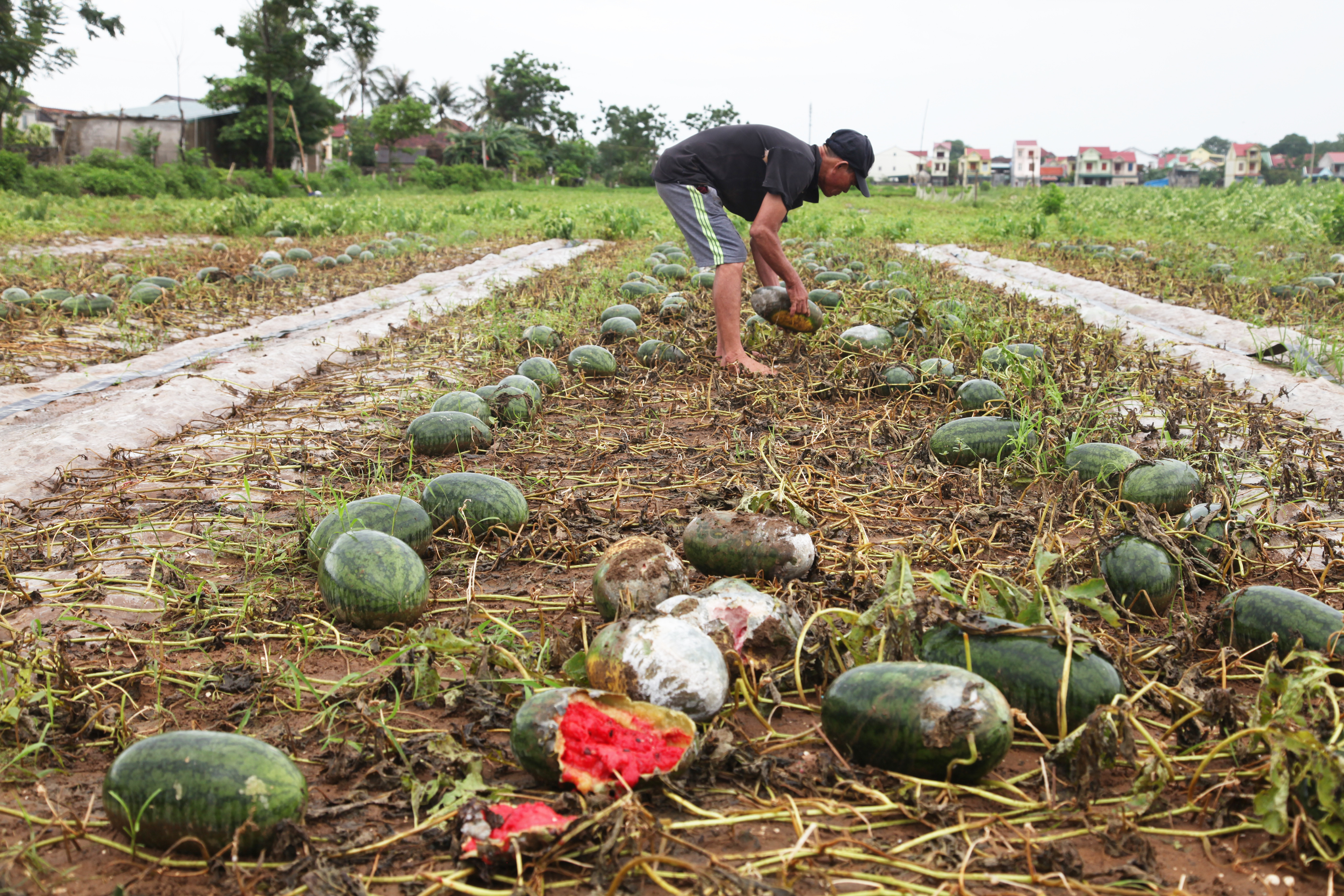Do ảnh hưởng của đợt mưa kéo dài nhiều ngày qua, những cánh đồng trồng dưa hấu của người dân xã Nghi Long (huyện Nghi Lộc) và Diễn Thành (huyện Diễn Châu), tỉnh Nghệ An ngập chìm trong biển nước - Ảnh: Nam Phúc