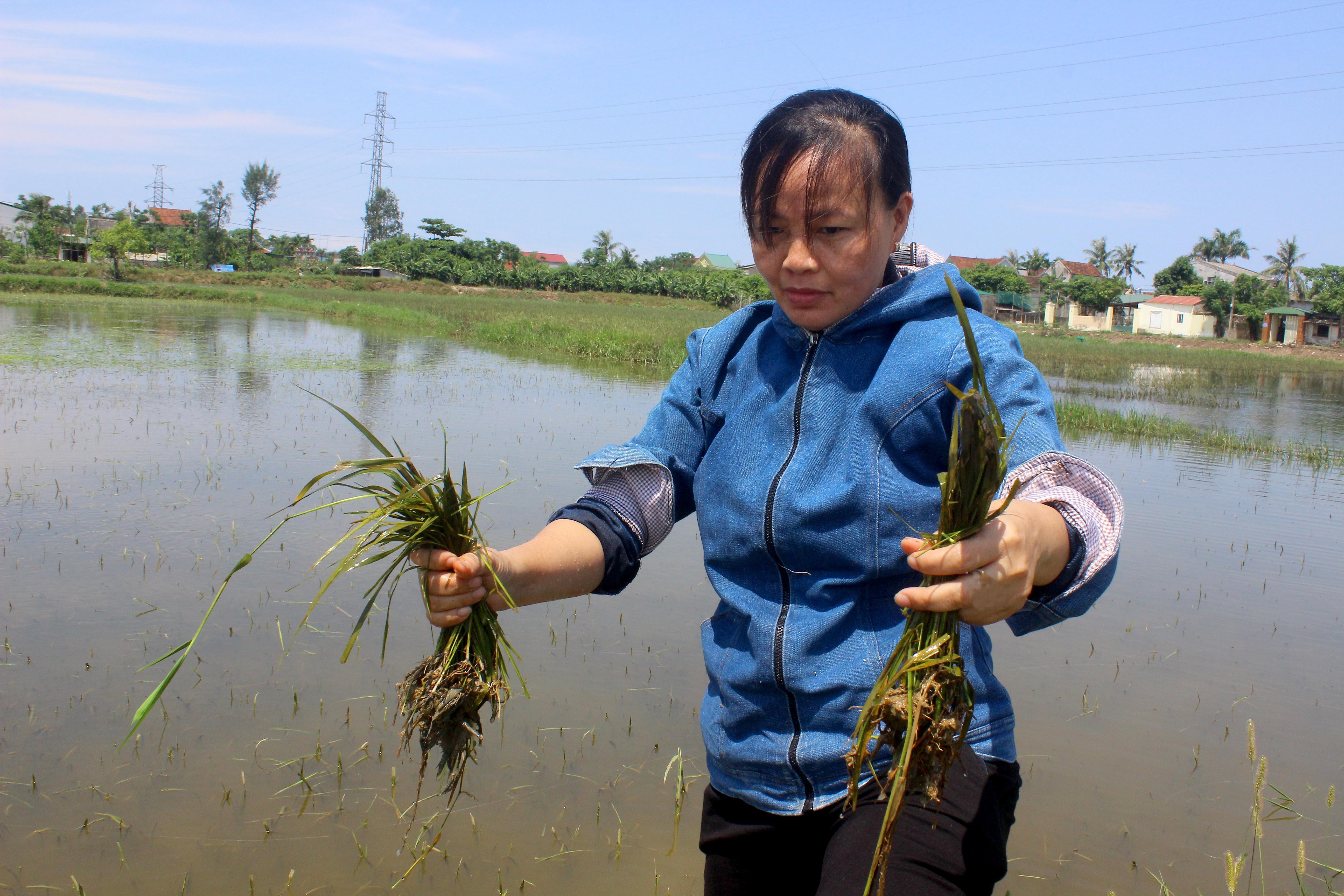 Lúa bị thối rễ do ngập sâu trong nước. Ảnh: Quang An