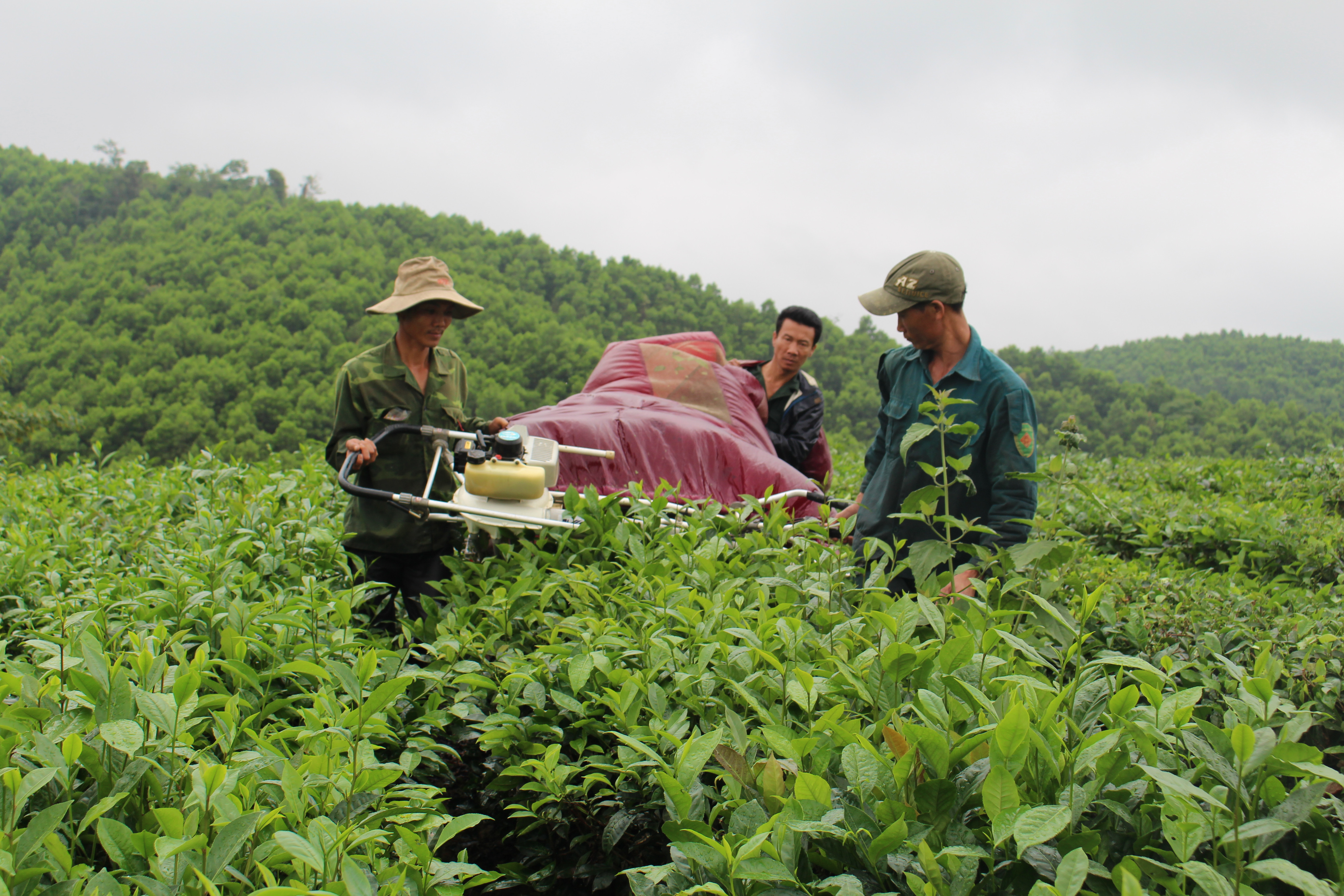 Sản xuất cây chè ở huyện Anh Sơn nhờ áp dụng KHKT cho năng suất cao. Ảnh: Thái Hiền
