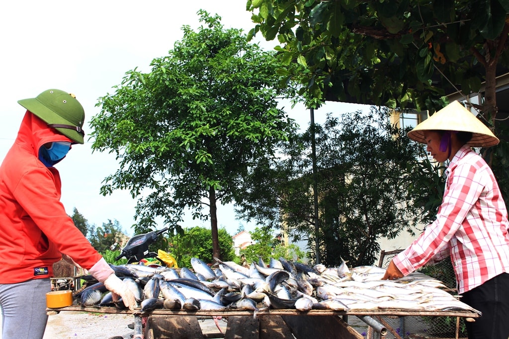 Chị Hồ Thị Nguyệt ở xóm 2, xã Quỳnh Nghĩa làm nghề nướng cá khoảng 10 năm nay cho biết: Cá được thu mua tại bến Lạch Quèn, có khi phải mua ở Quỳnh Phương (TX. Hoàng Mai) về trữ dần để nướng. Tùy vào đơn hàng đặt trước, mỗi ngày chị nướng từ 2 - 3 tạ cá. Ảnh: Việt Hùng