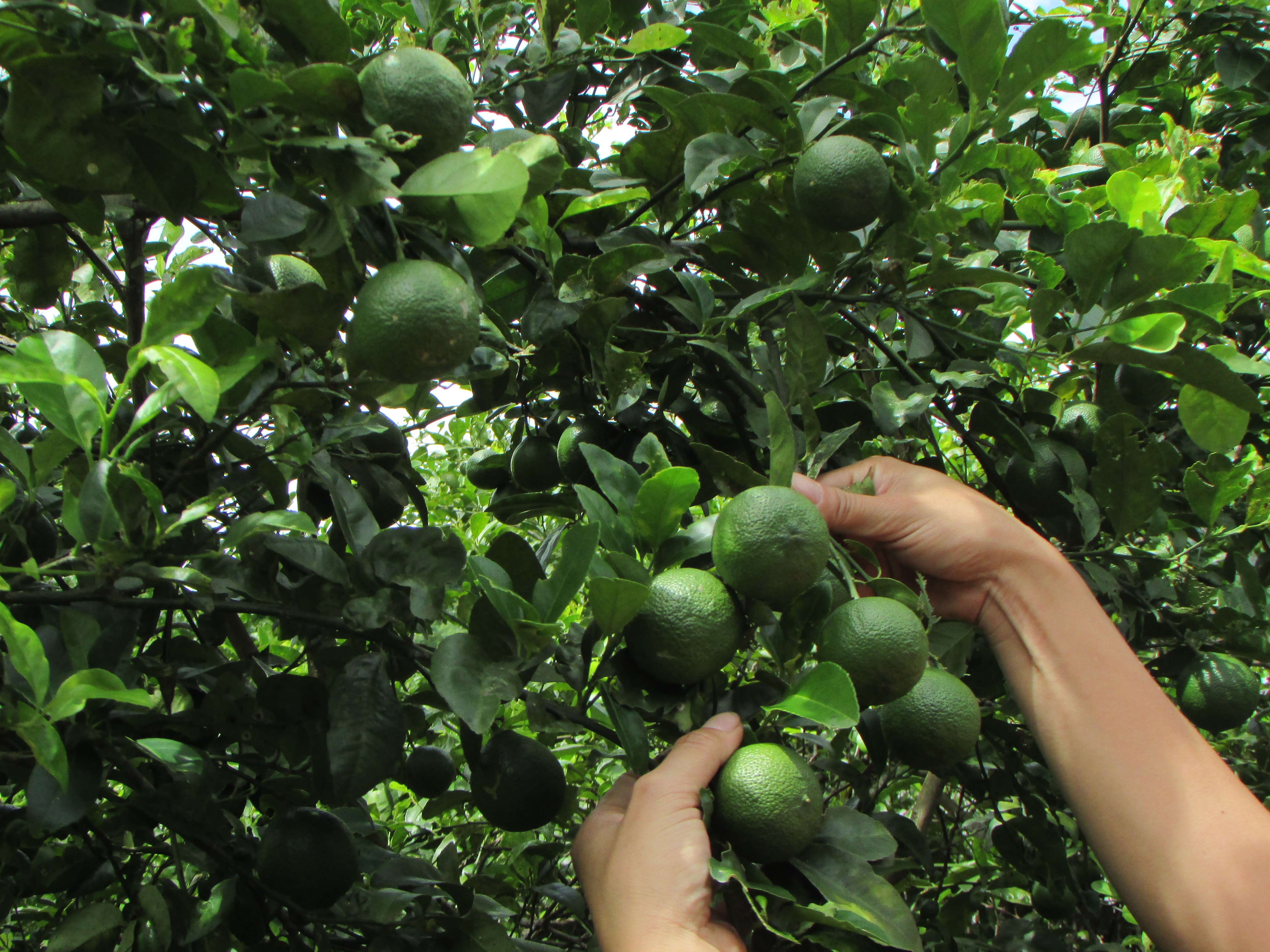 Trung bình mỗi 1 ha chanh có năng suất đạt gần 10 tấn quả. Ảnh: Giang Minh