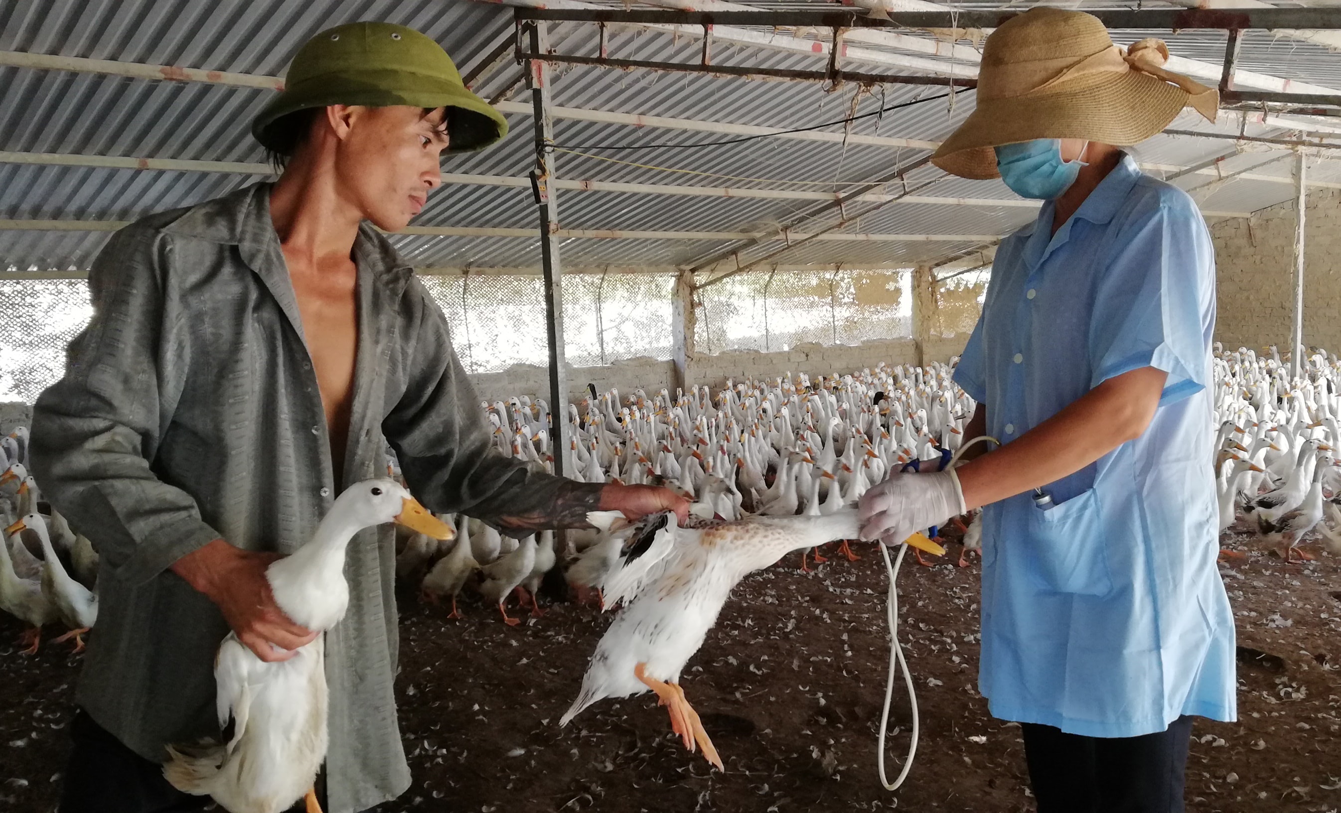 Ông Nguyễn Ngọc Luyên phun hóa chất khử trùng tiêu độc toàn trang trại. Ảnh: Mai Giang