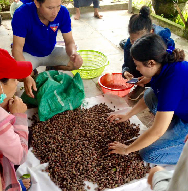 Mỗi buổi lên rừng, các bạn trẻ ở Nghi Văn cũng hái được trên dưới 1 tạ sim, đưa vào quỹ vài triệu đồng để giúp học sinh nghèo. Ảnh: Huy Thư