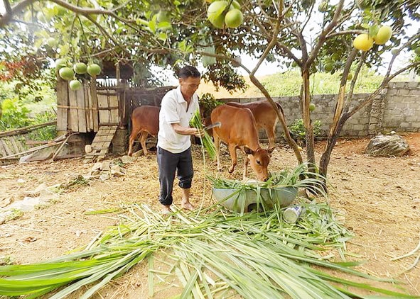 Hỗ trợ người nghèo ở Quỳ Châu mua bò phát triển kinh tế. Ảnh tư liệu