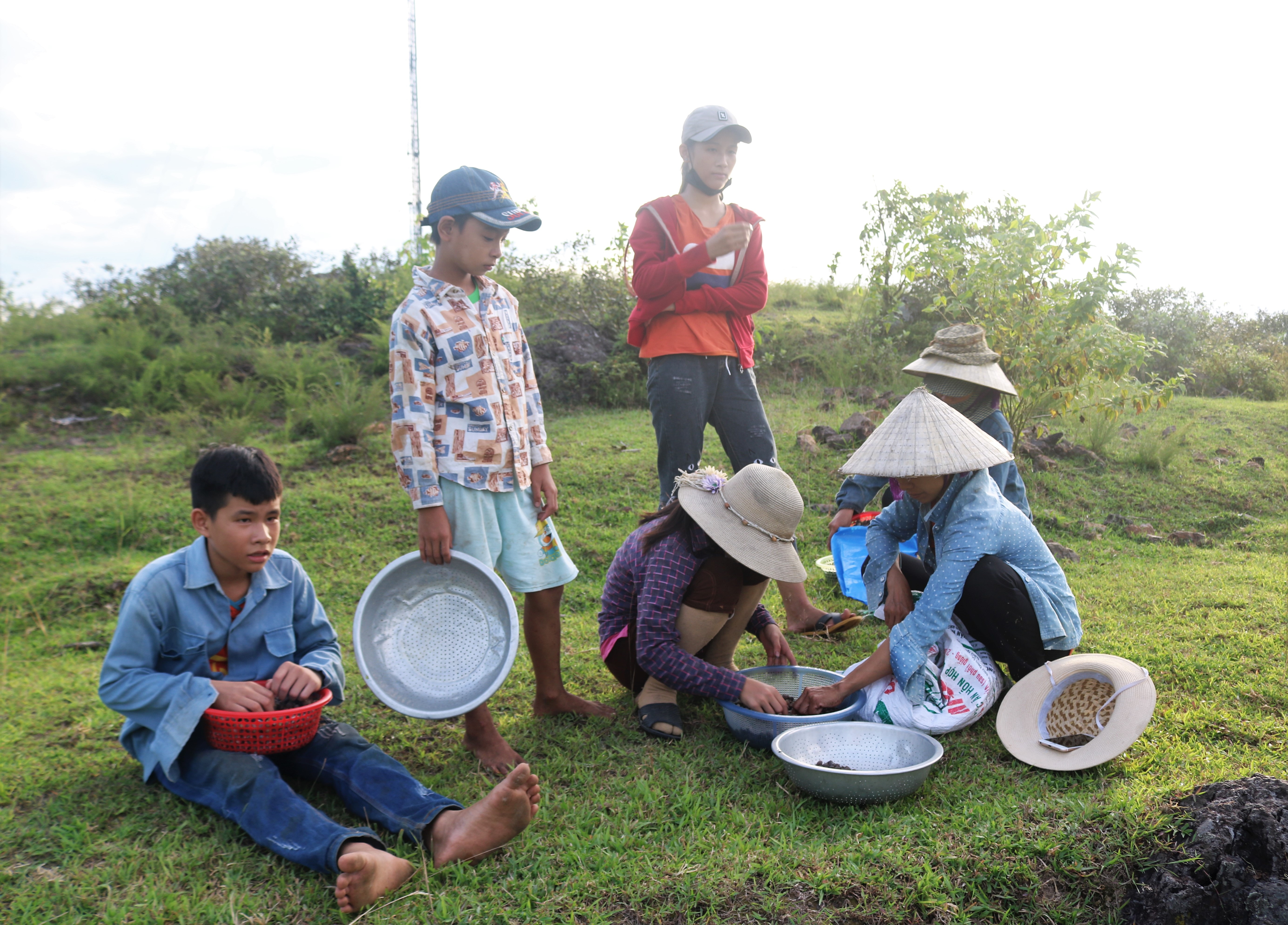 Sim là loại quả sạch giữa núi rừng rất được ưa chuộng hiện nay. Quả sim thường được dùng chế biến rượu sim rất có lợi cho sức khỏe.