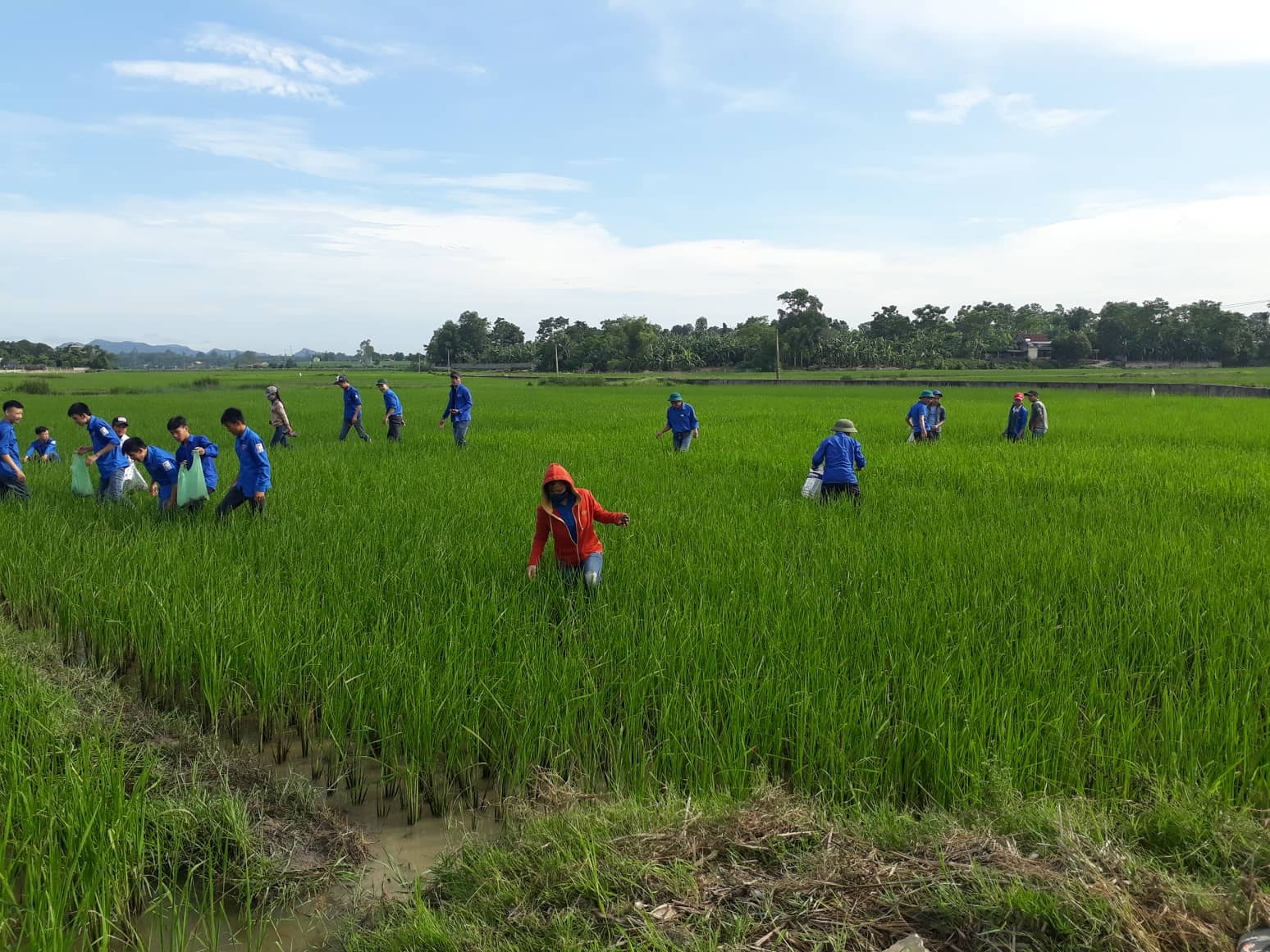 150 đoàn viên thanh niên ra bắt ốc giúp dân. Ảnh: Minh Thái