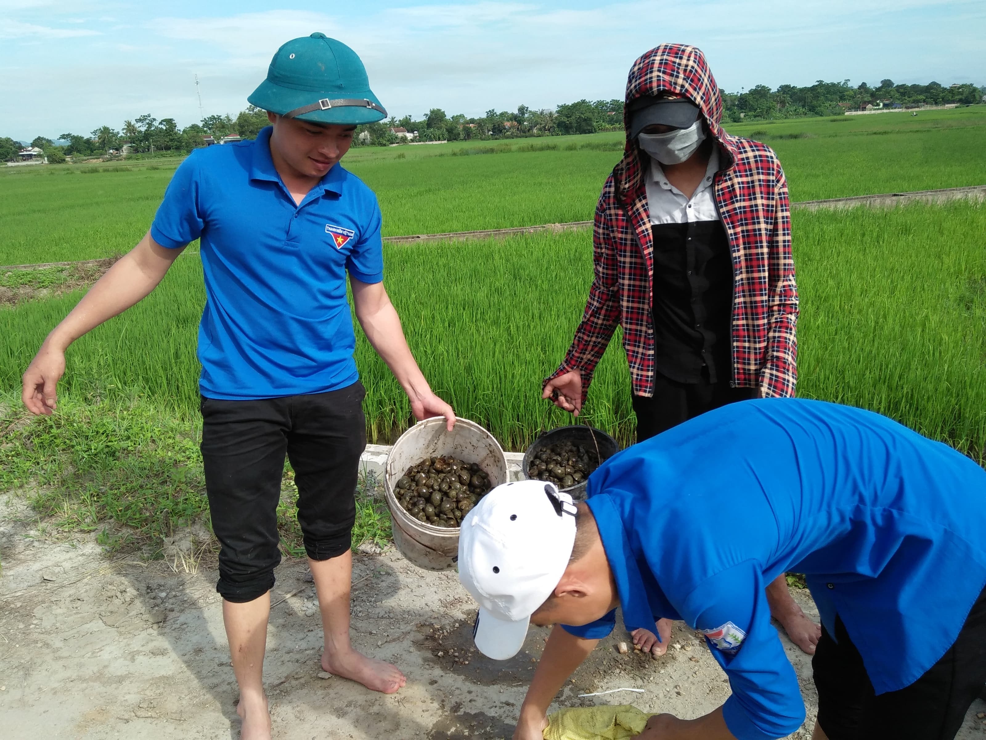 Gom ốc đi tiêu hủy, Ảnh: Minh Thái