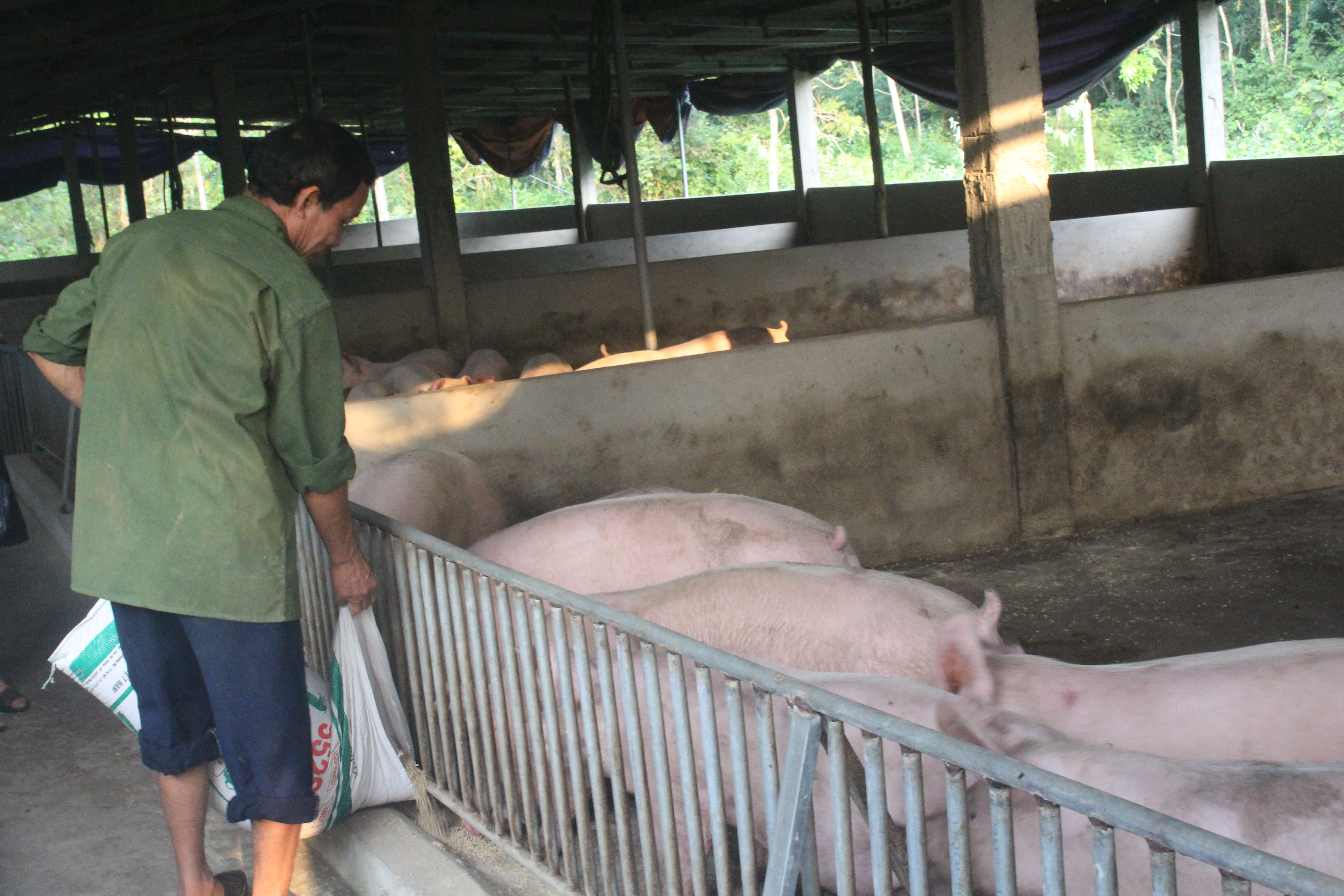 Người chăn nuôi lợn được hỗ trợ để nâng cao chất lượng con giống. Ảnh: Phú Hương