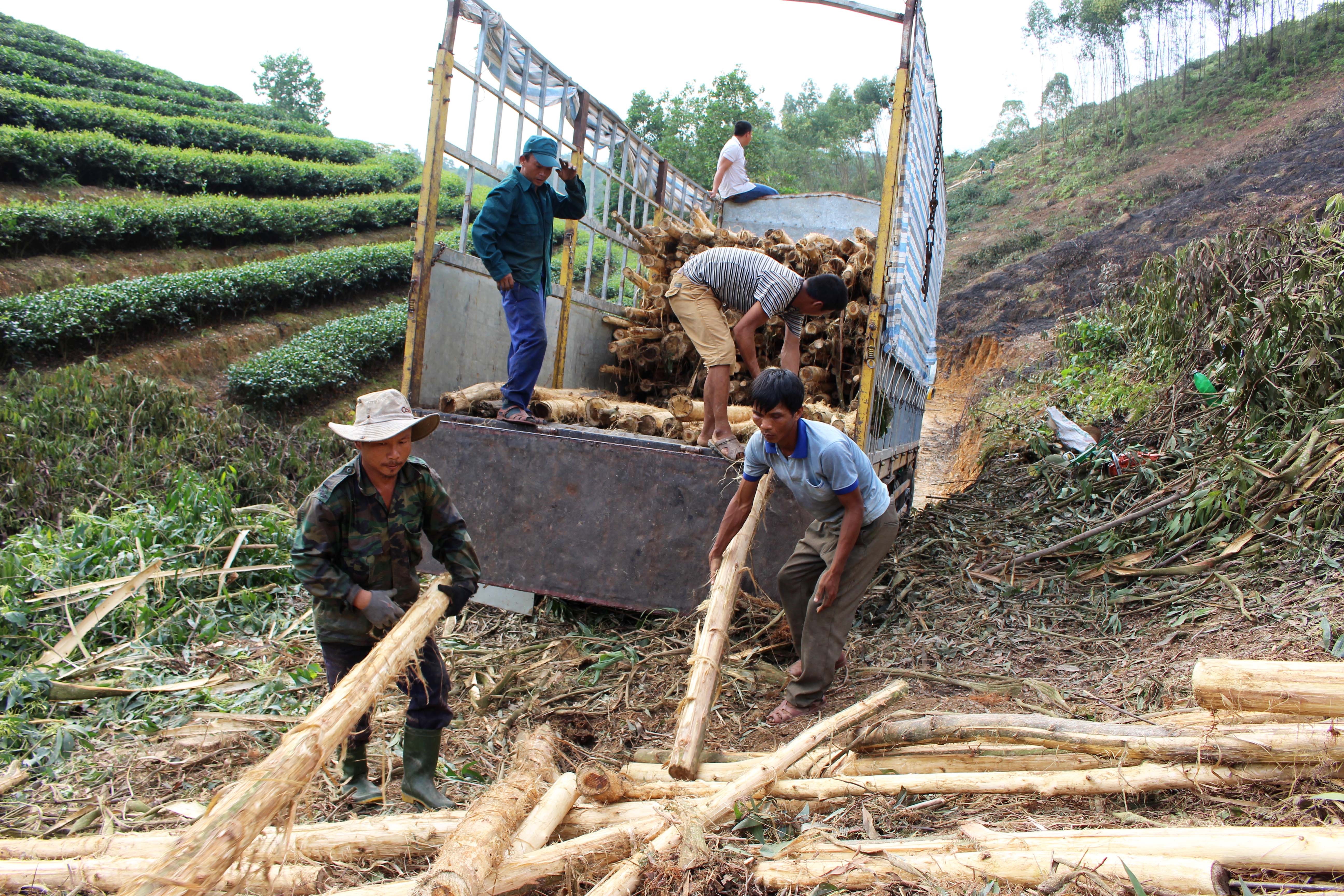 Ngày trước, làm keo theo “công”, tính  “công” lấy tiền, còn nay chủ yếu khoán số lượng, cứ mỗi tấn keo, chủ buôn sẽ trả cho người làm 150 nghìn đồng(bao gồm tiền đốn cây, bóc vỏ, vận chuyển lên xe). Mỗi lao động làm nghề “đập keo” cũng kiếm được trên dưới 200 nghìn đồng/ngày