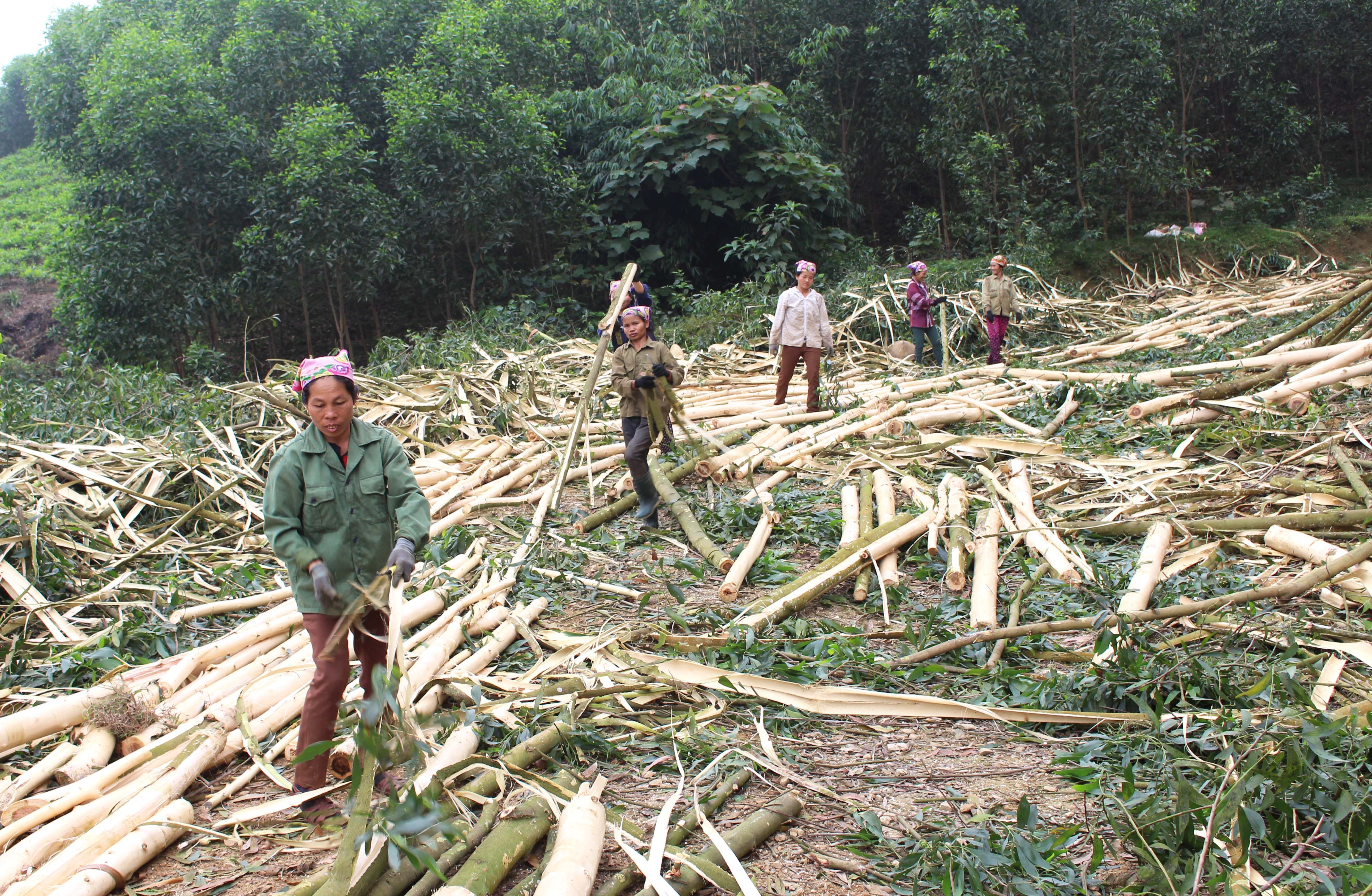 4.Nghề “đập keo” tuy vất vả nhưng thu hút khá đông phụ nữ. Họ làm được đủ thứ việc từ bóc vỏ cây đến vận chuyển cây.  Ảnh: Huy Thư