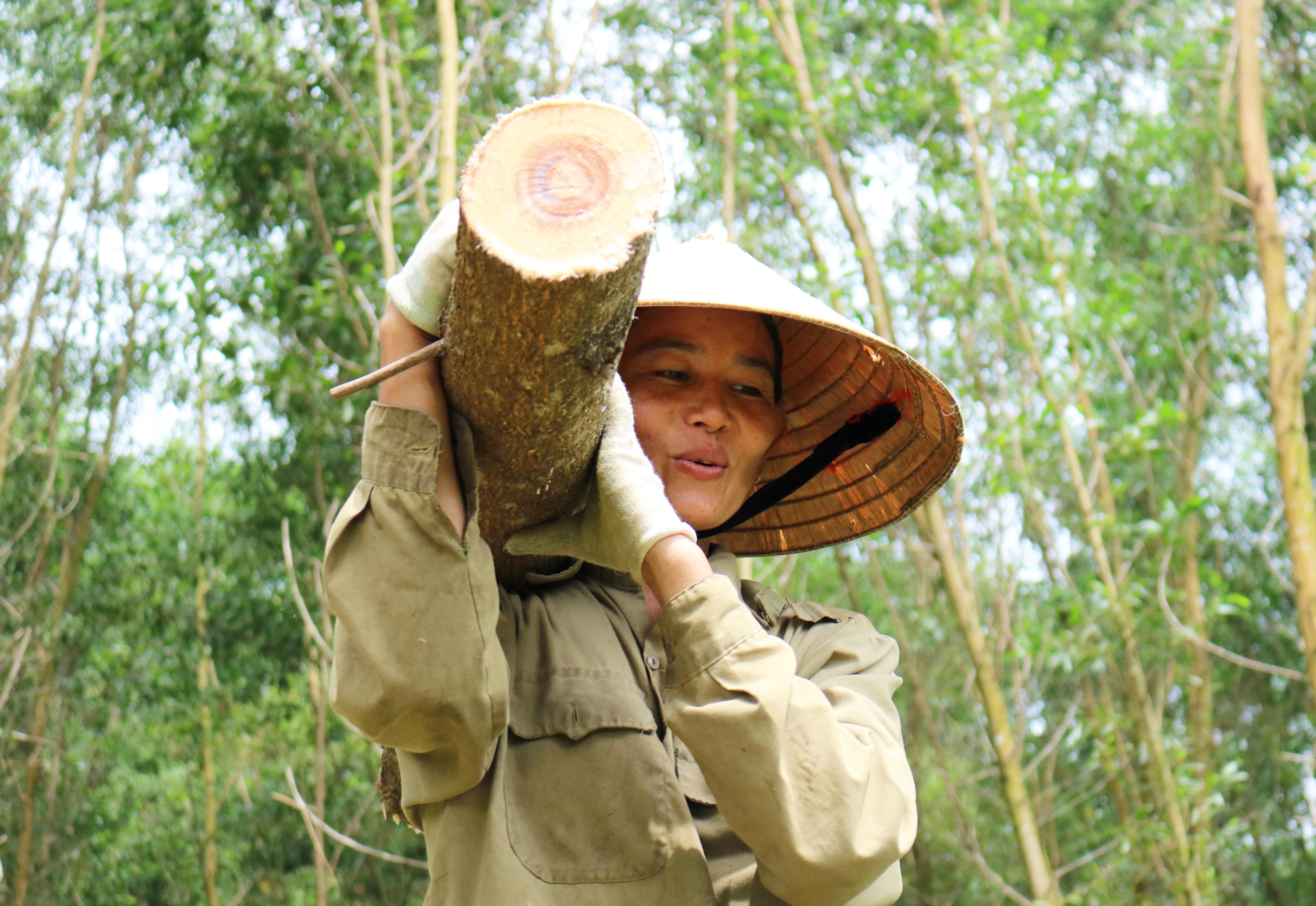 7.Vận chuyển keo là công việc nặng nhọc nhất, chị em phụ nữ vác trên vai những khúc cây 45 - 50 kg là chuyện thường tình.