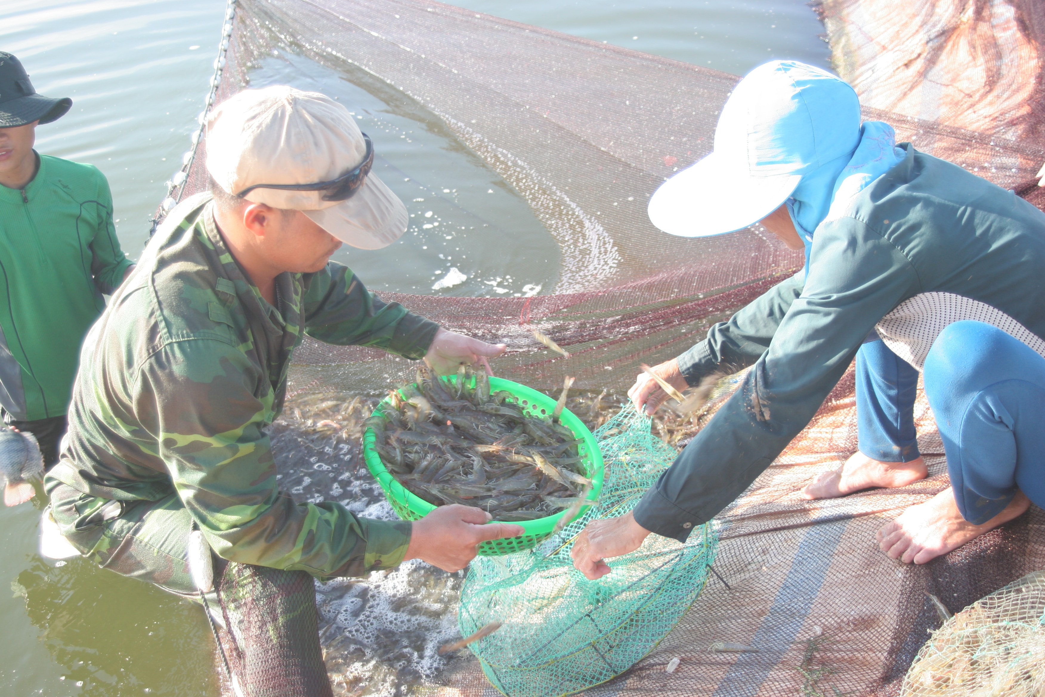 Anh Nguyễn Xuân Hòa ở xã Quỳnh Yên thu hoạch tôm vụ 2. Sau 80 ngày nuôi, tôm chỉ đạt 110 con/kg.