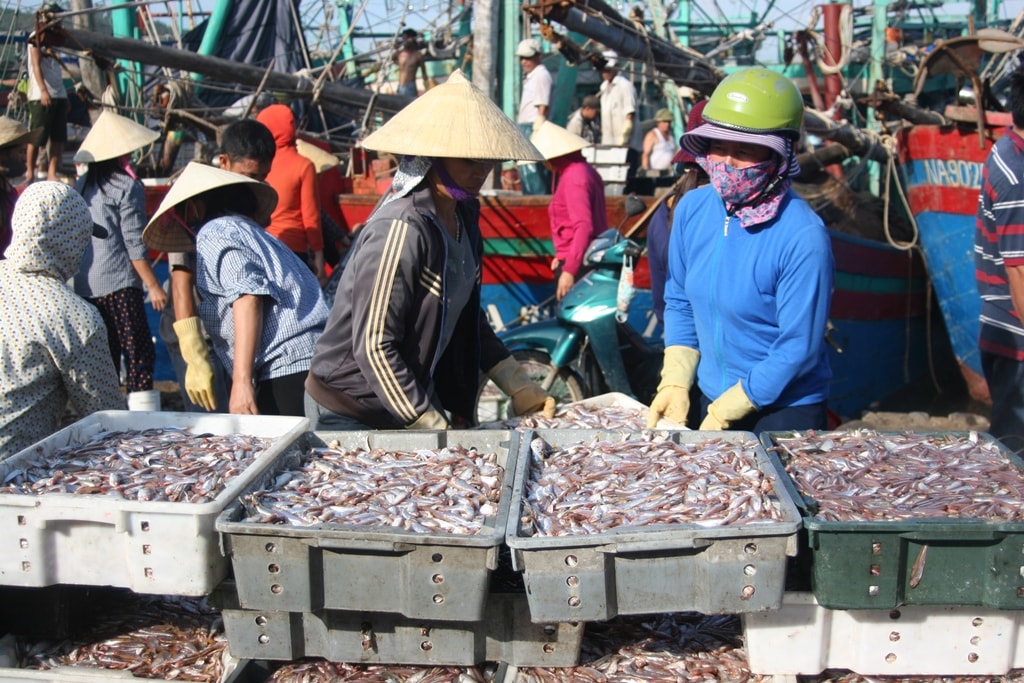 Theo ngư dân, mỗi chuyến ra khơi đánh bắt hải sản phụ thuộc vào luồng cá di chuyển dưới biển; khi phát hiện cá, ngư dân buông lưới chụp hoặc vây quanh với bán kính hàng trăm mét để săn cá. Những chuyến về bến gần đây hầu như được mùa cá trỏng với 7 - 10 tấn/tàu. Ảnh: Việt Hùng.