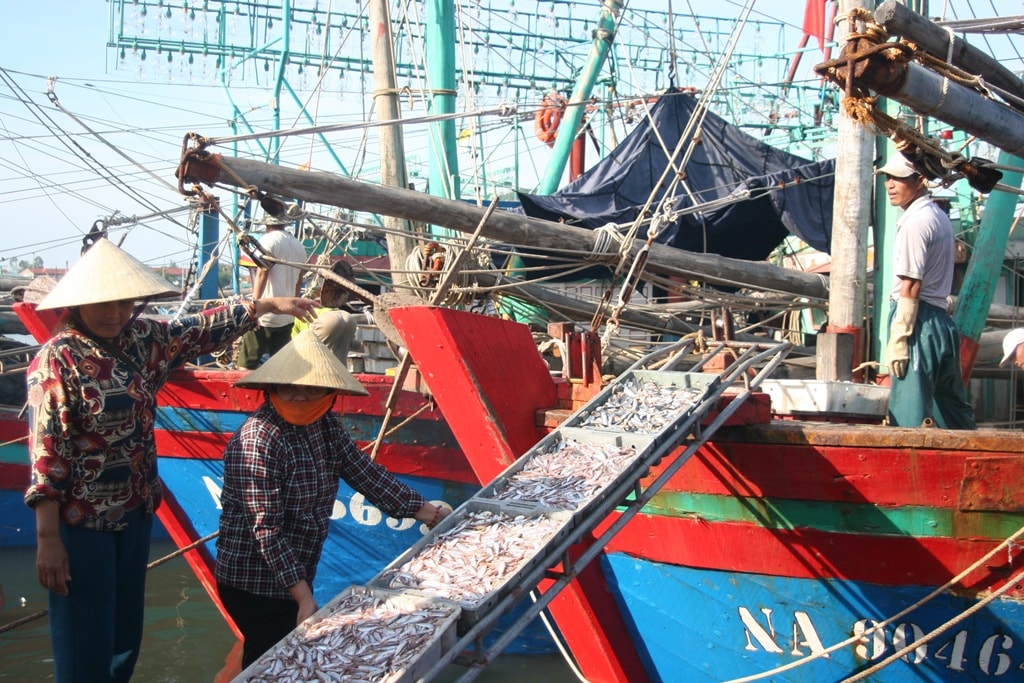 Được mùa cá trỏng, thương lái tập trung thu mua để phân phối cho các cơ sở hấp sấy cá khô, chế biến nước mắm trong và ngoài tỉnh. Ảnh: Việt Hùng.