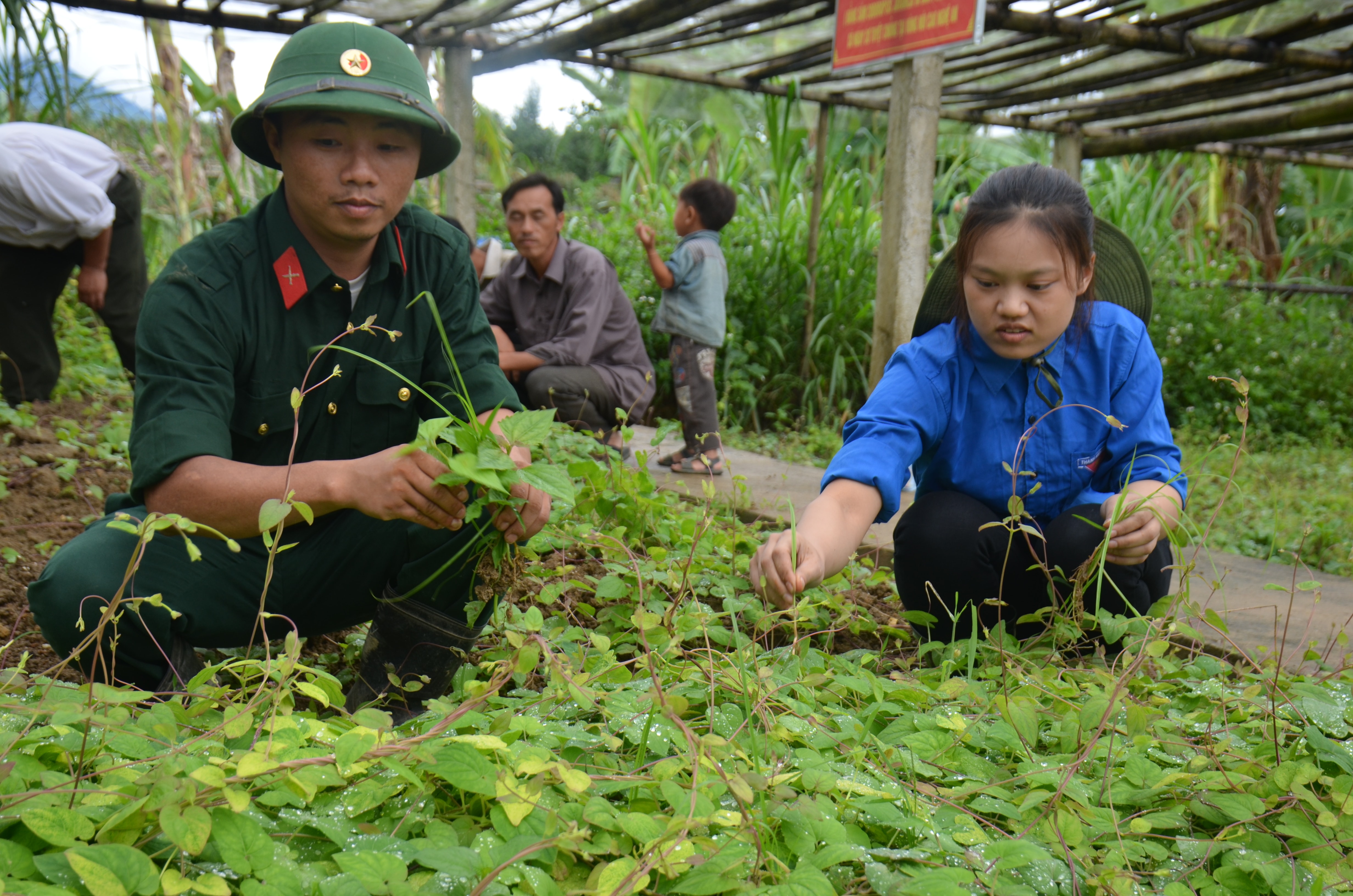 Tri thức trẻ tình nguyện xây dựng mô hình trồng dược liệu ở Đoàn Kinh tế - Quốc phòng 4. Ảnh: Nguyên Khoa