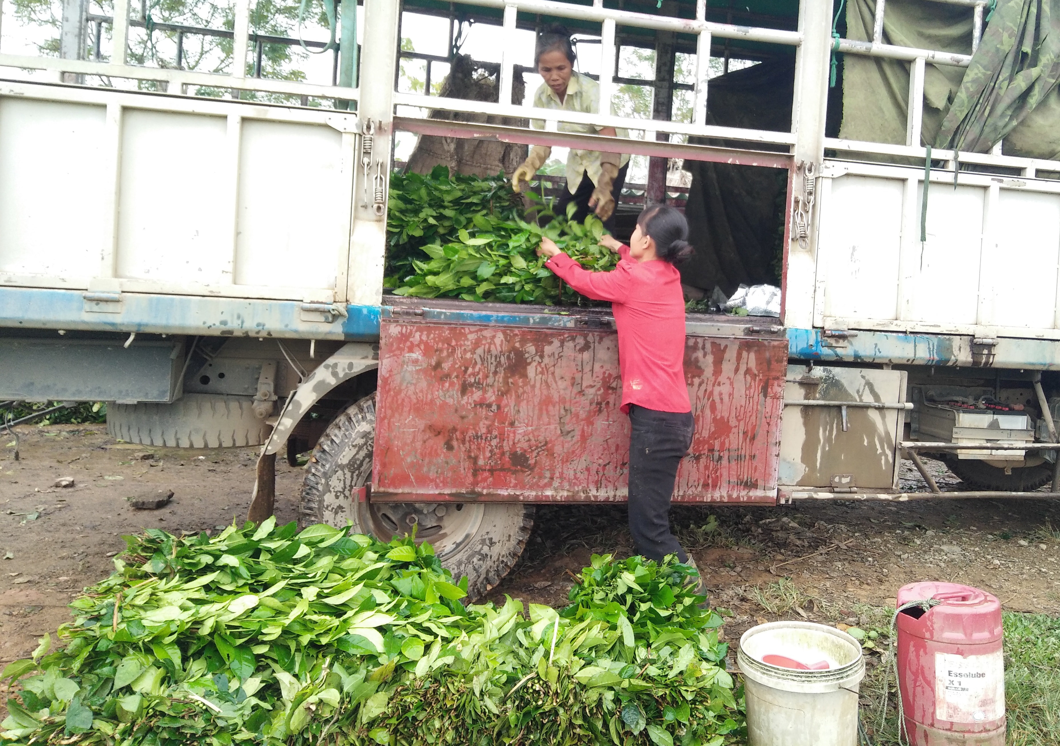  Hàng ngày, có từ 3 - 5 chuyến xe tải của thương lái đến thu mua chè tận vườn cho bà con xã Cao Sơn. Ảnh: Thái Hiền 