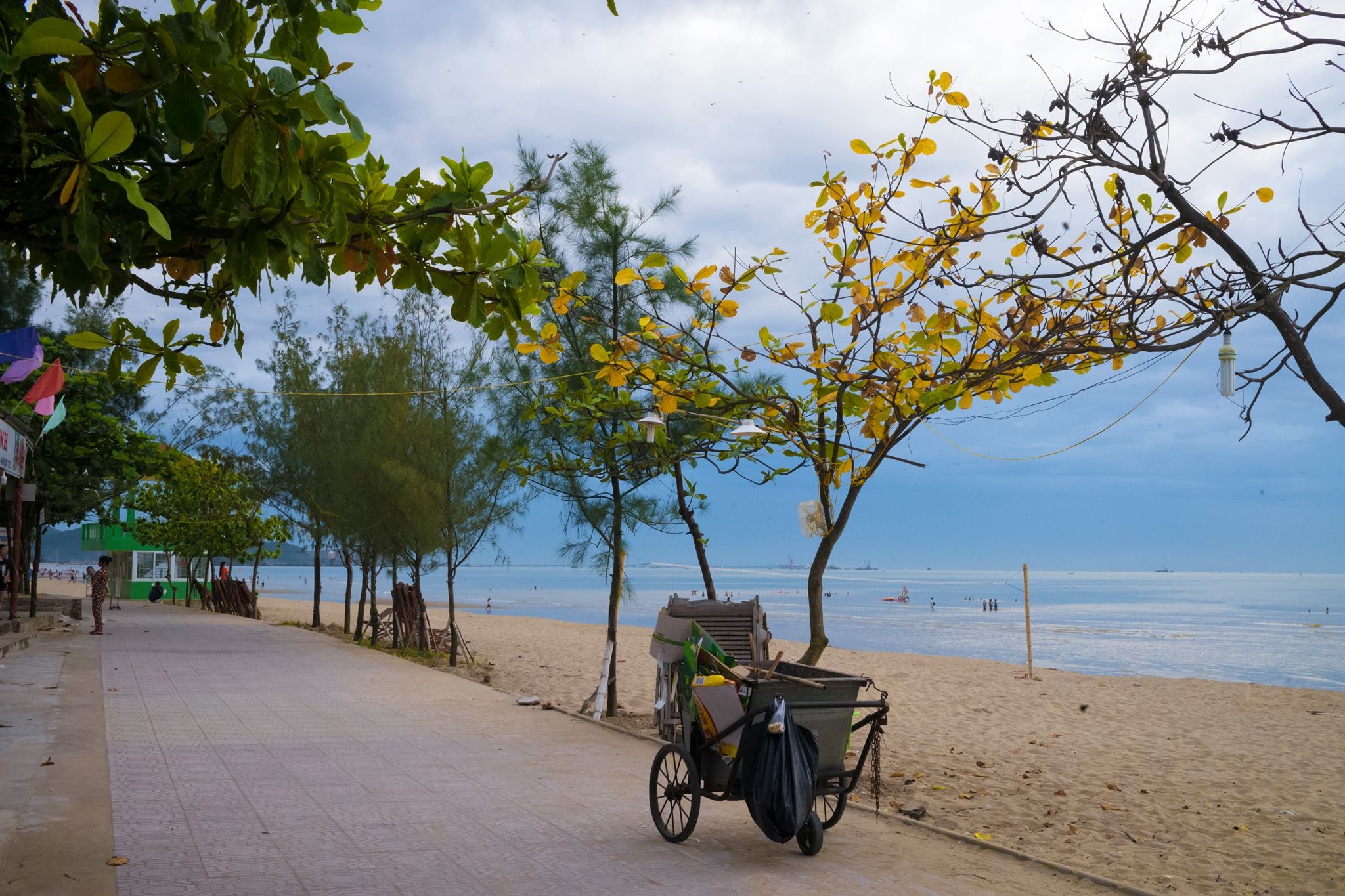 Những hàng cây ven biển lá bắt đầu ngả vàng. Ảnh: Minh Châu