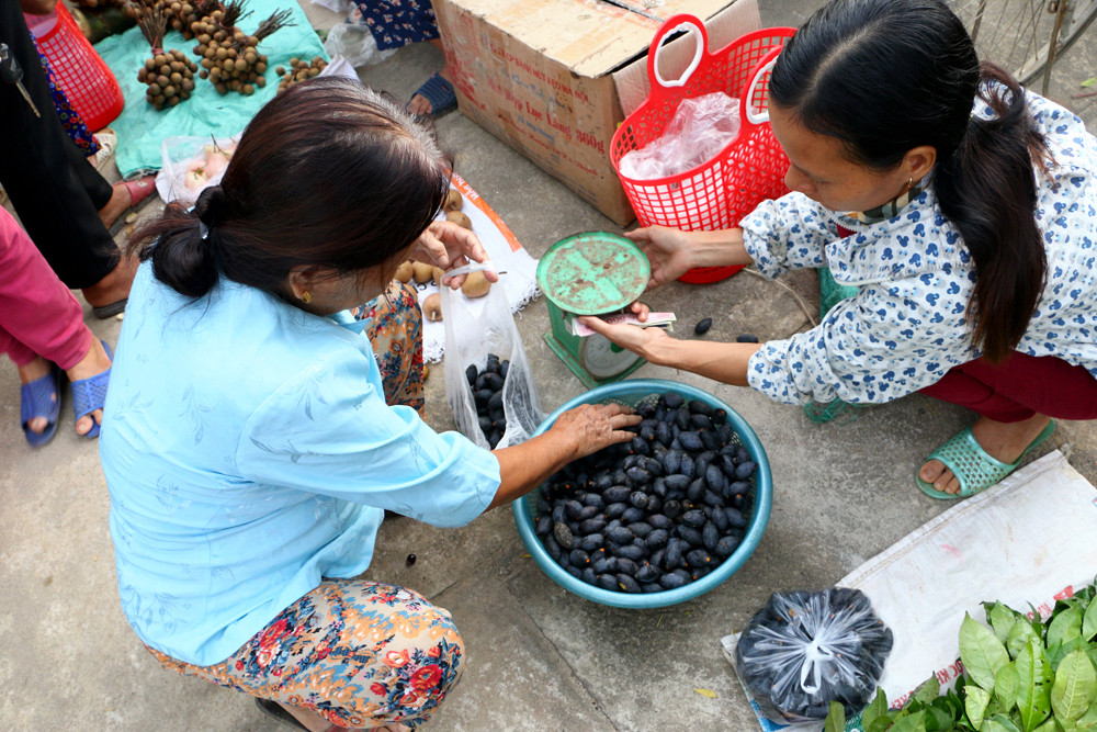 Trong khi đó, những ngày này quả trám xuất hiện hầu hết các chợ trên địa bàn huyện Thanh Chương và trám được bán lẻ có giá từ 60 nghìn đồng - 70 nghìn đồng/kg. Ảnh: Lâm Tùng