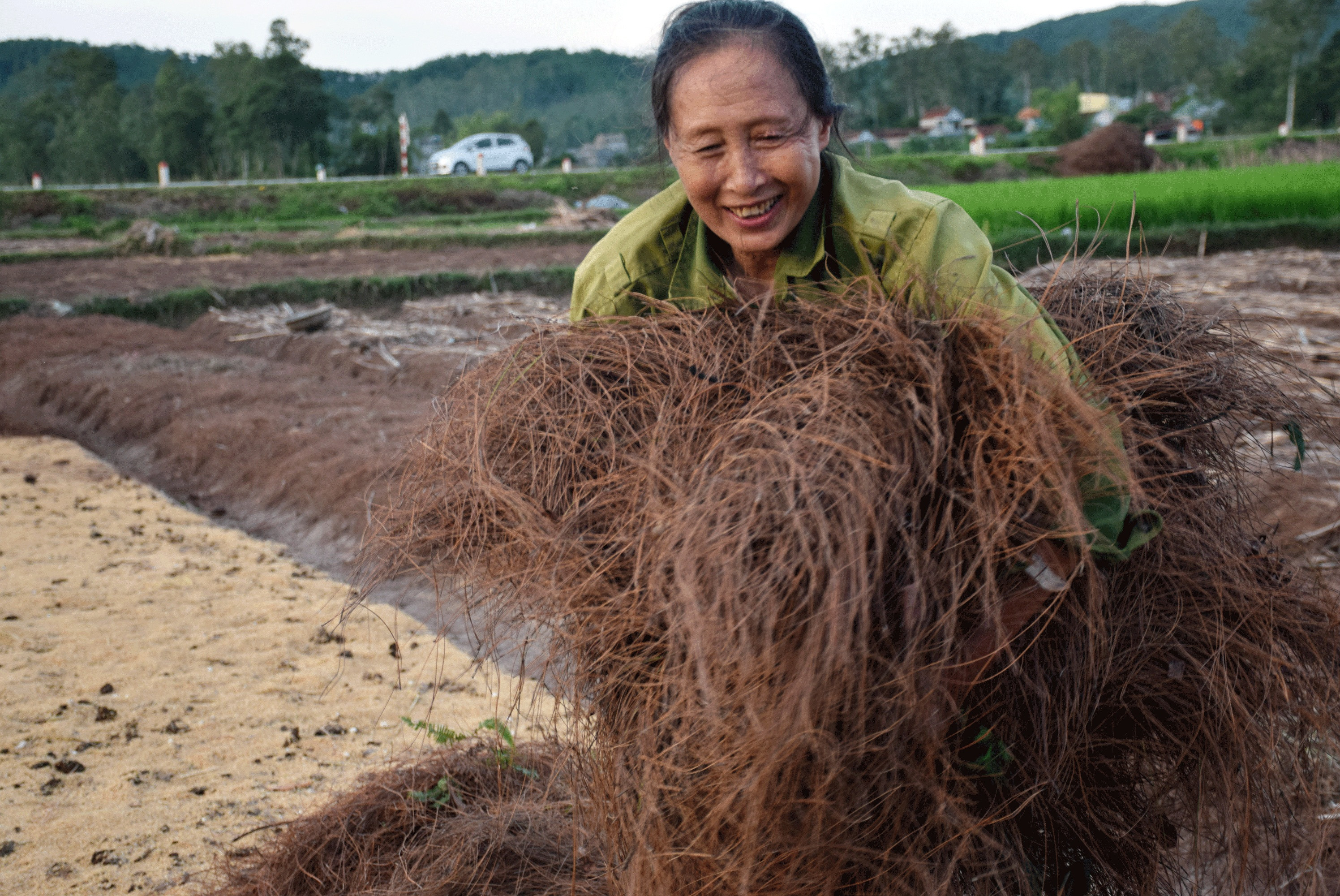 Bà Nguyễn Thị Thương (xóm 11, xã Nghi Lâm) cho biết, hành tăm sau khi xuống giống giống phải rắc một lớp trấu mỏng lên luống sau đó mới phủ kín lá thông. Ảnh: Xuân Hoàng