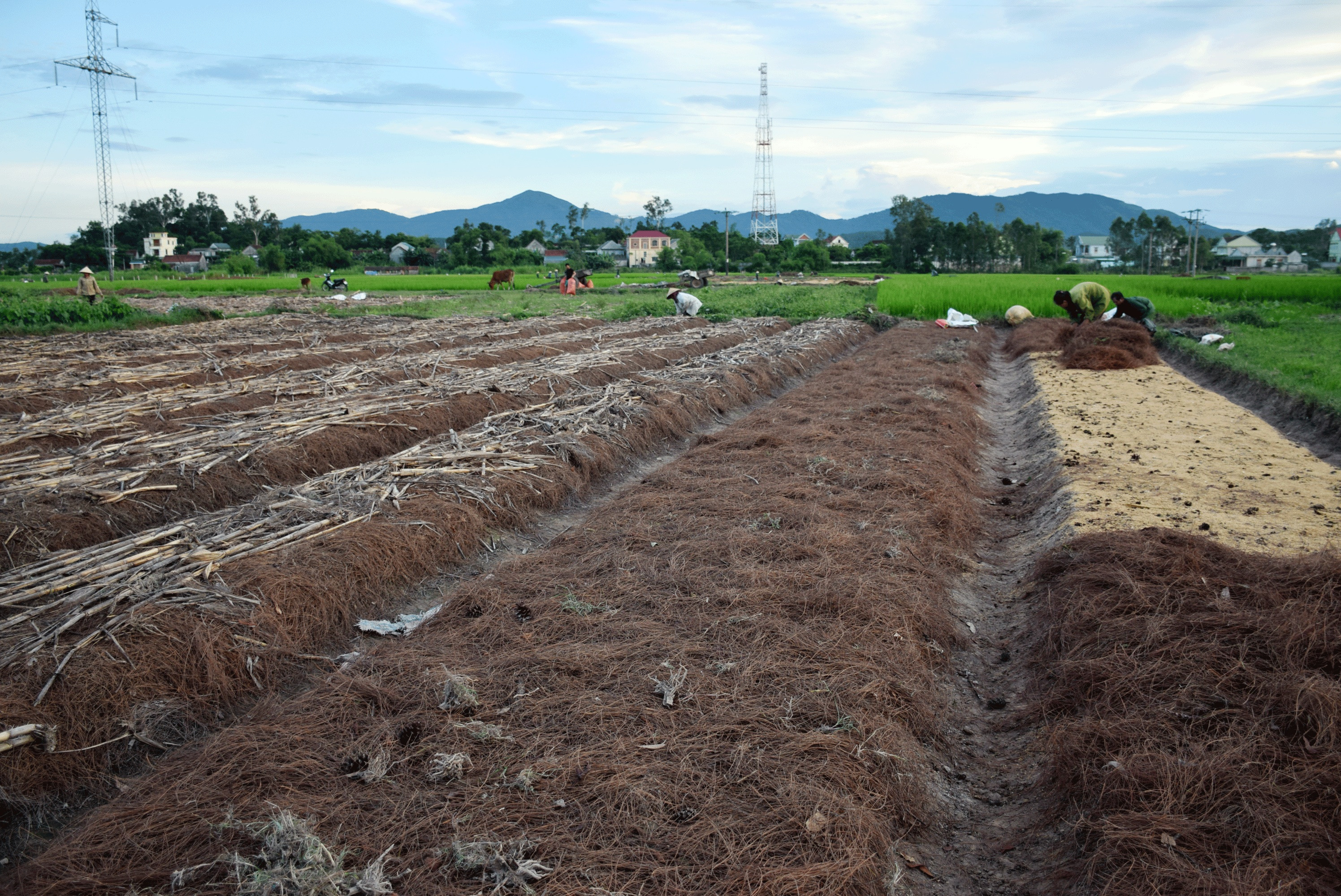 Những luống hành tăm ở xã Nghi Lâm (Nghi Lộc) vừa mới xuống giống, được phủ kín lá thông khô. Ảnh: Xuân Hoàng 