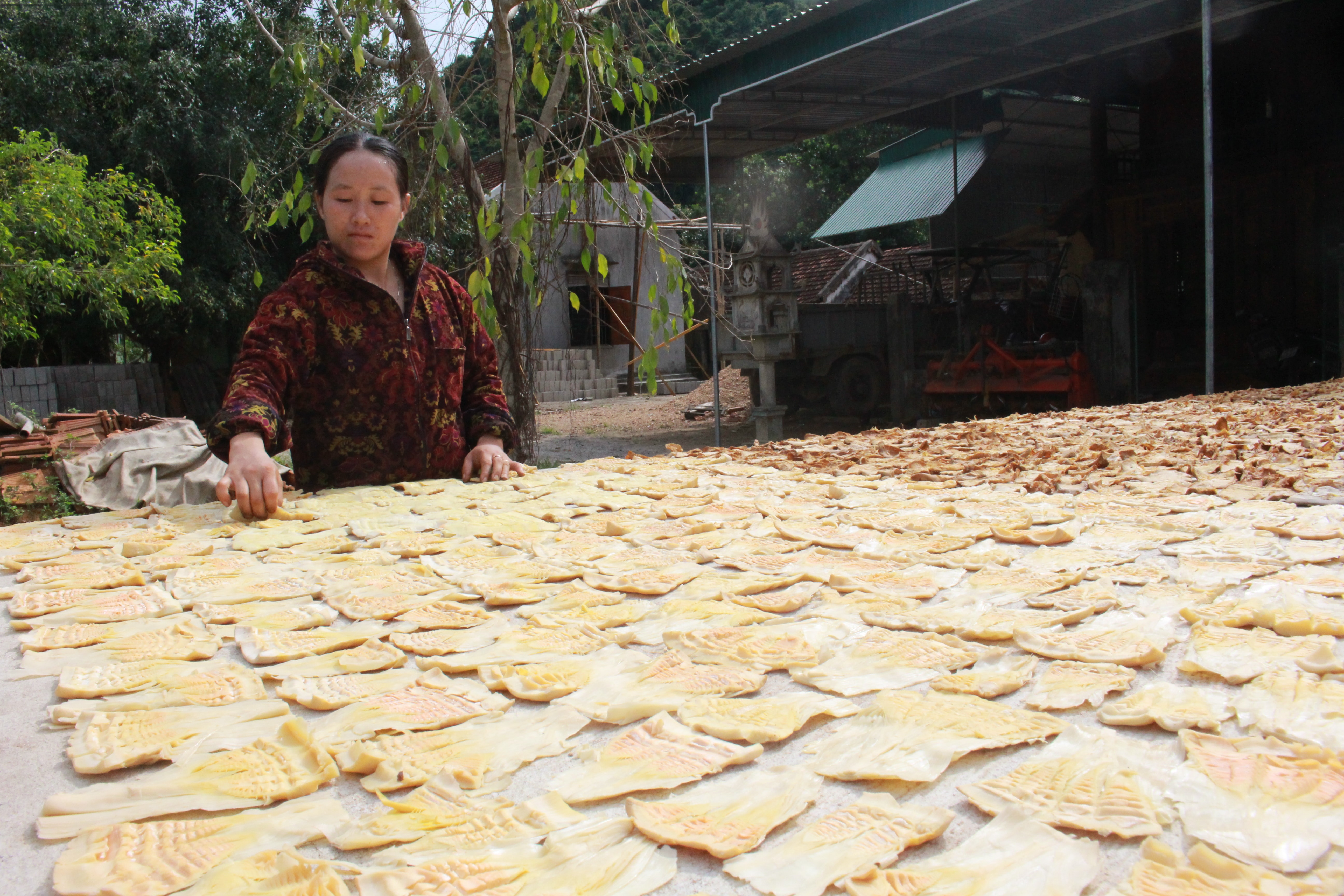 Măng sau khi khai thác, được nhập cho thương lái, sơ chế thành măng khô. Ảnh: Thái Hiền