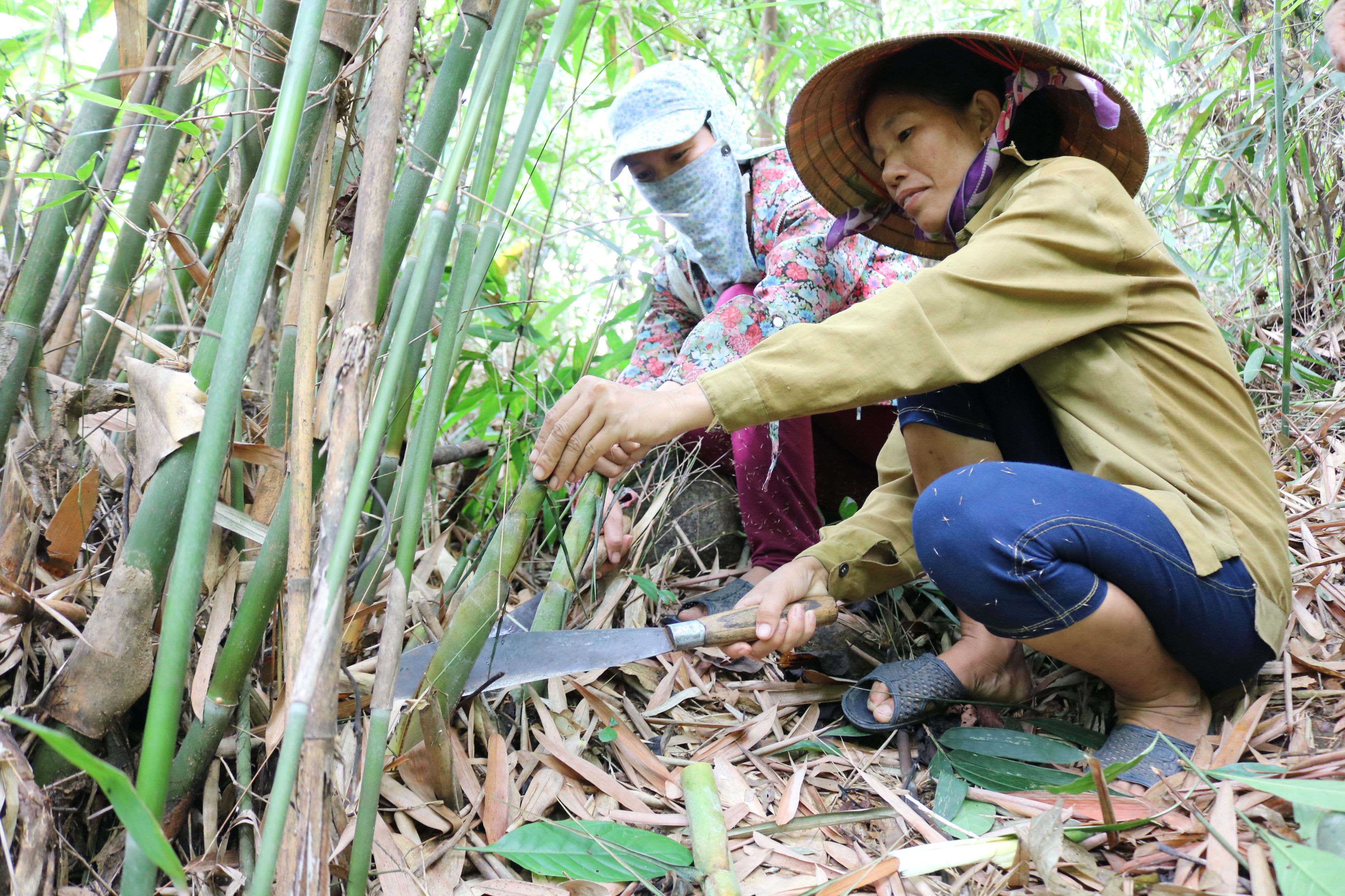 Thời điểm này, bà con các thôn, bản ở các xã miền núi Anh Sơn lại tranh thủ vào rừng để hái măng kiếm thêm thu nhập. Ảnh: Thái Hiền