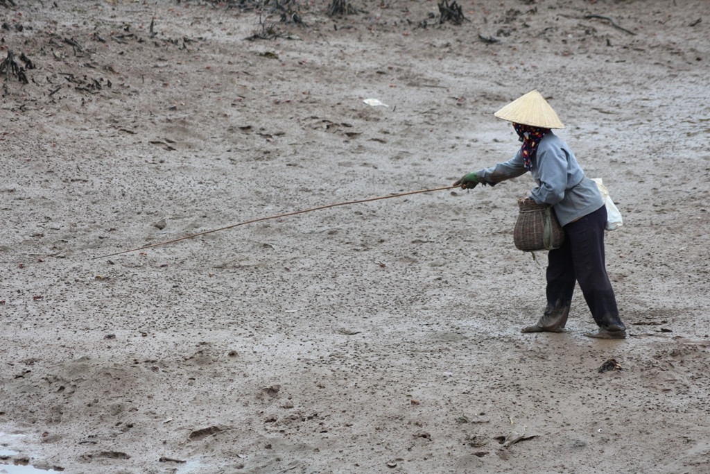 Khoảng độ tháng 6 - 9 DL là mùa con cáy sinh trưởng rất nhiều dưới các con sông ngập mặn; đây cũng là dịp người dân ở phường Quỳnh Dị, (T.X Hoàng Mai) tập trung đi săn bắt cáy. Ảnh: Việt Hùng.