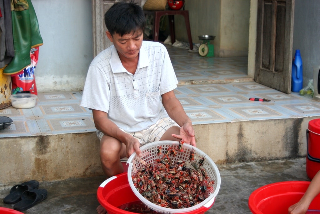 Để săn cáy, cách truyền thống là dùng cần để câu. Chiếc cần được làm từ cây tre dài khoảng 3 mét, phía đầu ngọn được thắt 1 sợi dây móc dạng vòng rút. Khi phát hiện con mồi, người dân câu vào càng rồi vút lên. Với thao tác trên, bình quân người dân câu được từ 5 – 10 kg cáy/buổi. Ảnh: Việt Hùng.