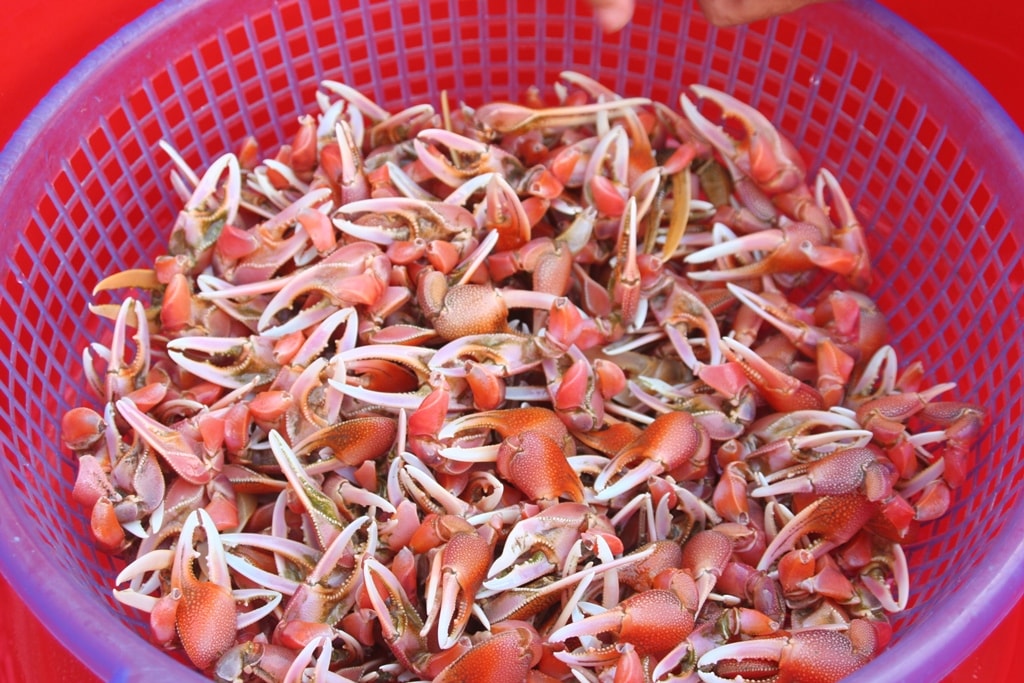 Những chiếc càng của con cáy được tách riêng để cắt bớt phần gọng cứng; đây là phần có tỷ lệ thịt và chất dinh dưỡng cao khi chế biến món ăn. Ảnh: Việt Hùng.