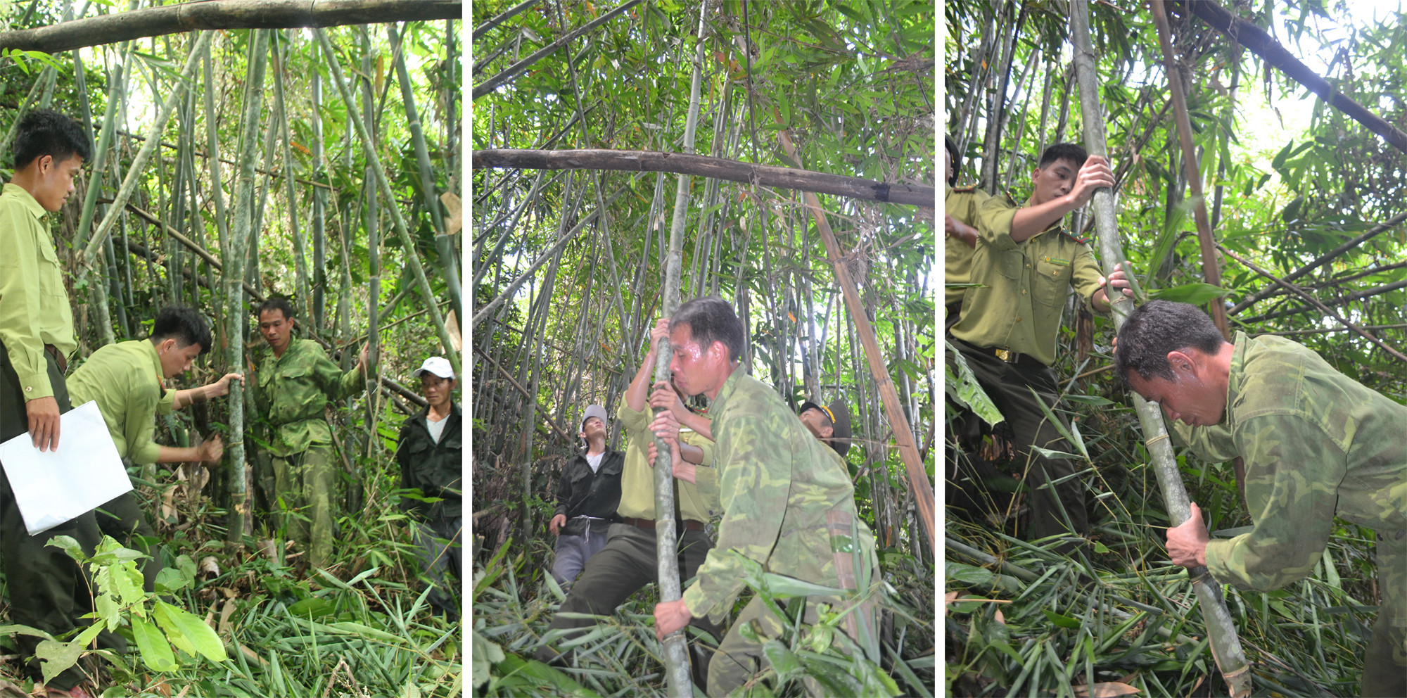 Trước khi phân vùng thu hoạch lùng, các lực lượng chức năng trực tiếp vào rừng, hướng dẫn người dân cách khai thác để vừa đảm bảo hiệu quả, năng suất khai thác vừa đảm bảo việc phát triển bền vững các rừng lùng.