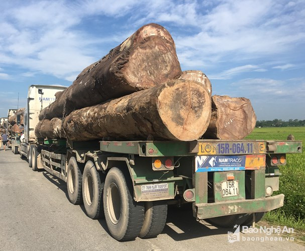 Các xe vận chuyển gỗ từ Hải Phòng về Đô Lương (Nghệ An) có dấu hiệu quá khổ bị kiểm tra. Ảnh tư liệu