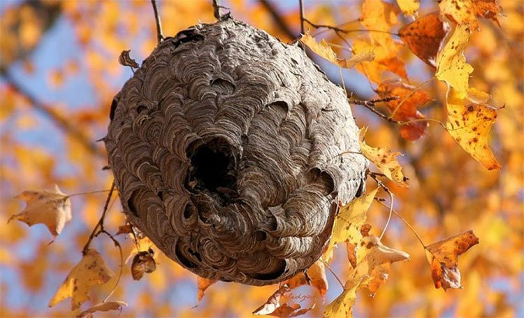 Tổ ong vò vẽ xuất hiện nhiều vào mùa thu, lá cây rụng và lộ ra tổ.