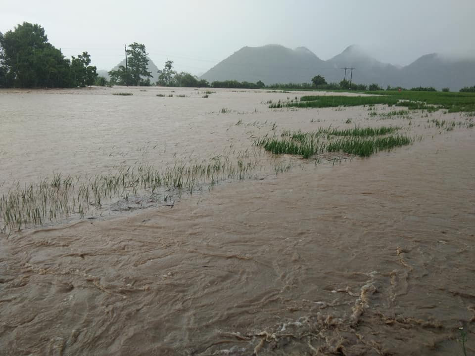 Khoảng 140 ha lúa ở huyện Tân Kỳ bị ngập sâu trong nước. Ảnh: Cẩm Tú