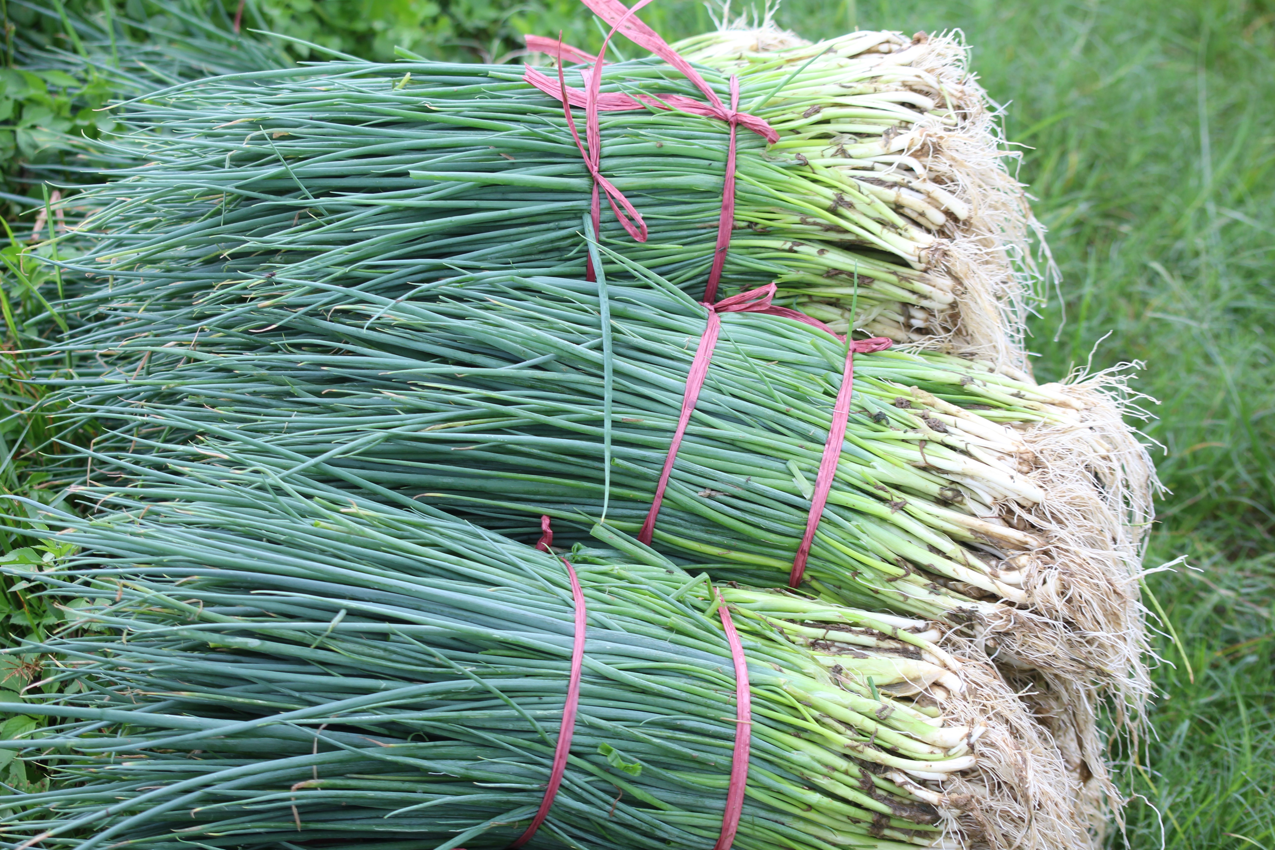 Mới cách đây 2 ngày, hành hoa được thương lái thu mua tại ruộng 15.000 - 17.000 đồng/kg, tuy nhiên thời điểm này thương lái chỉ mua 12.000 đồng/kg đối với hành đẹp; còn lại những diện tích hành chưa đủ ngày thì đành ngâm dưới nước. Ảnh: Việt Hùng.