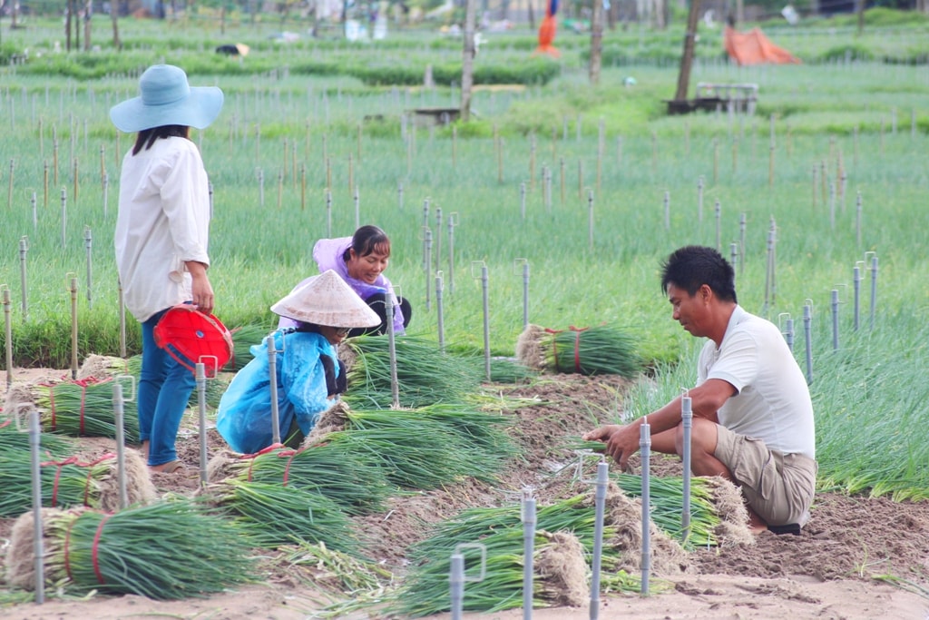 Do mưa lớn gây ngập, 250 ha diện tích hành đang non ở các xã Quỳnh Minh, Quỳnh Lương và Quỳnh Bảng phải thu hoạch sớm để tránh thiệt hại. Trên cánh đồng rau ở xã Quỳnh Minh, rất đông bà con nông dân đang khẩn trương thu hoạch hành hoa. Một số hộ còn thuê thêm 5 - 7 nhân công kịp thời thu hoạch, nhằm hạn chế thiệt hại. Ảnh: Việt Hùng.