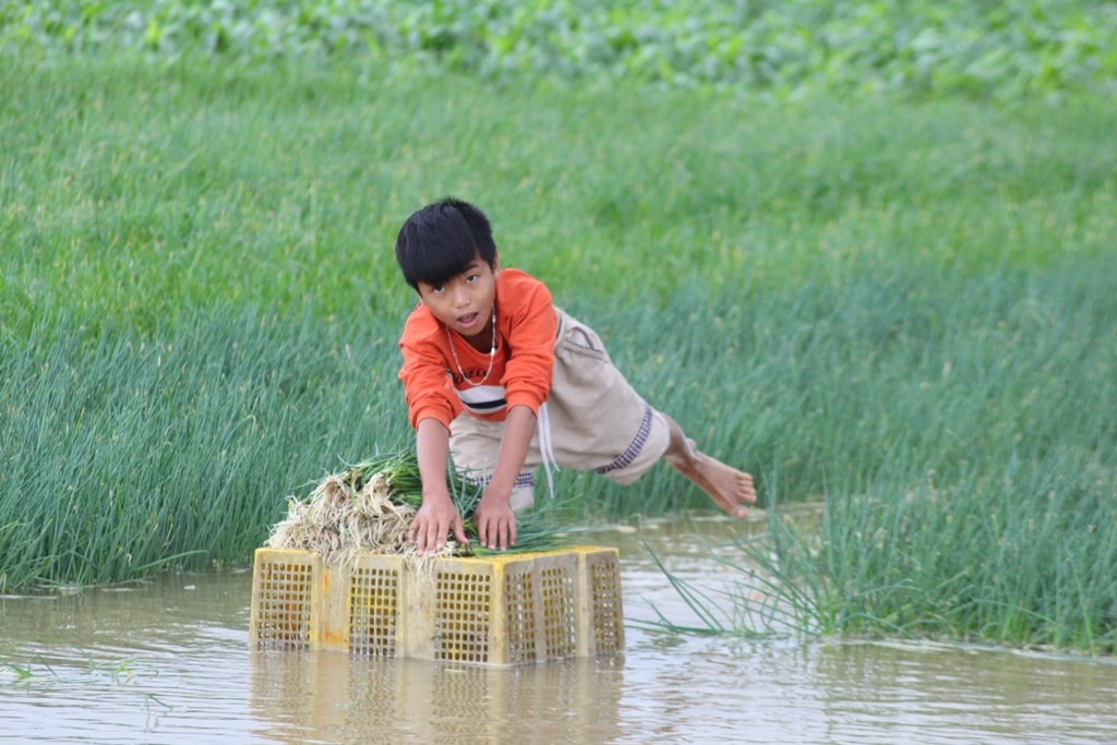 Nhiều diện tích hành hoa bị ngập. Ảnh Việt Hùng