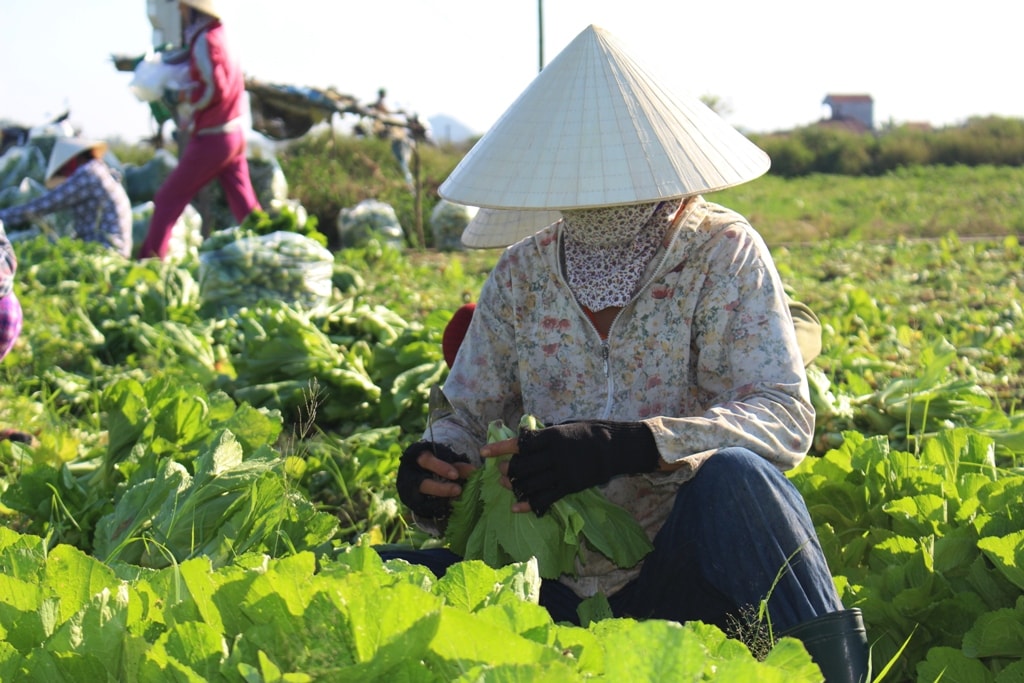 Không chỉ hành hoa, các loại rau khác như xà lách, rau thơm, súp lơ... cũng đang được bà con khẩn trương thu hoạch. Trời mưa lụt, các loại rau trên đều bị hạ giá xuống 3.000 - 4.000 đồng/kg. Ảnh: Việt Hùng