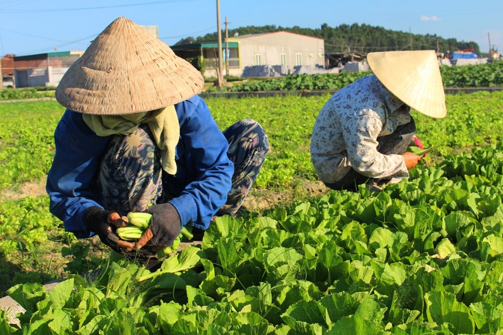 Xã Quỳnh Văn hiện có khoảng gần 120 ha diện tích đất rau màu, sau cơn bão số 4, bà con nhân dân địa phương đang xuống đồng khắc phục, thu hoạch rau cải, su hào... Ảnh Việt Hùng