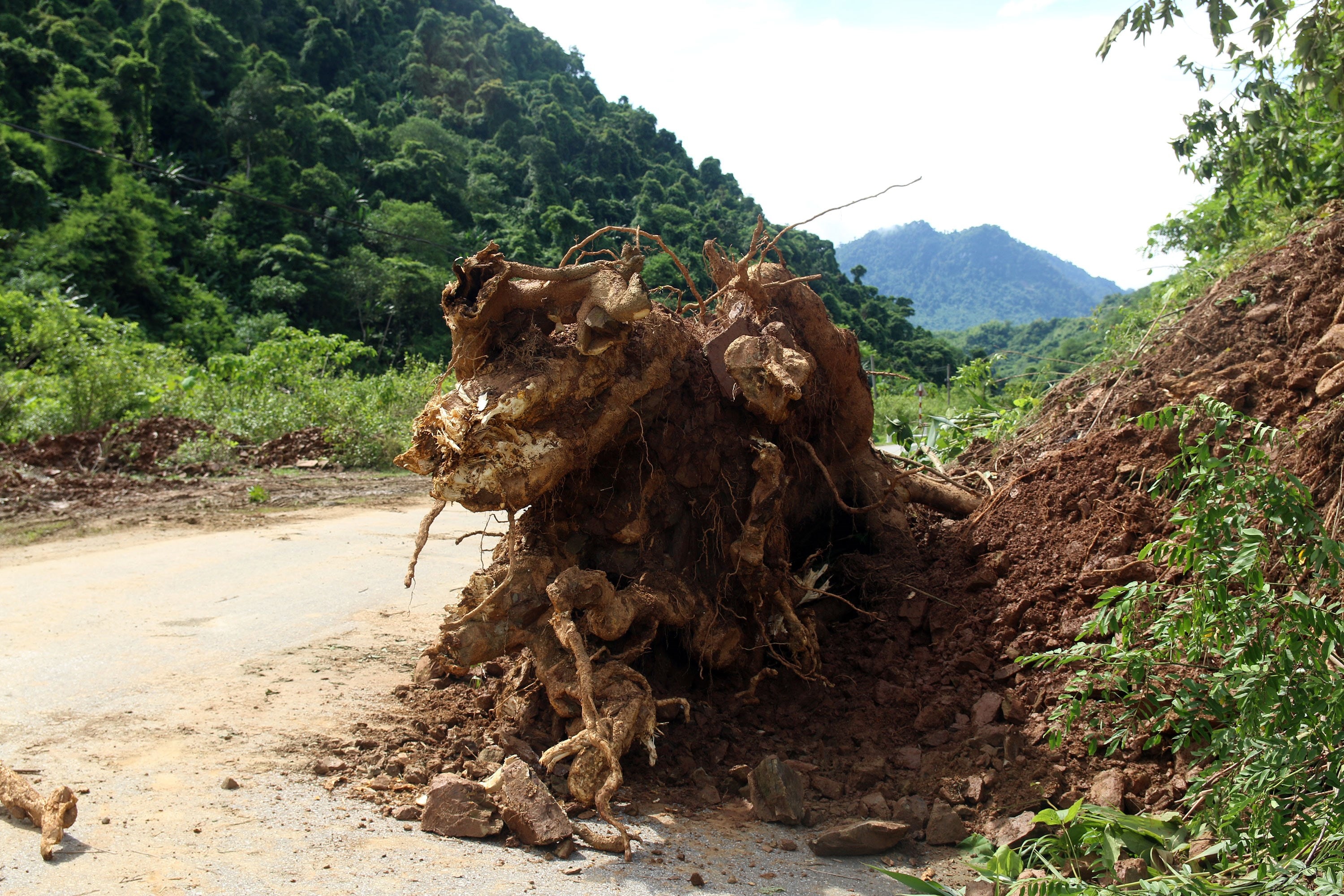 Những gốc cây lớn có đường kính gần 1 mét lăn xuống nằm chỏng chơ bên đường. Ảnh: Tràng Tràng - Minh Khuê