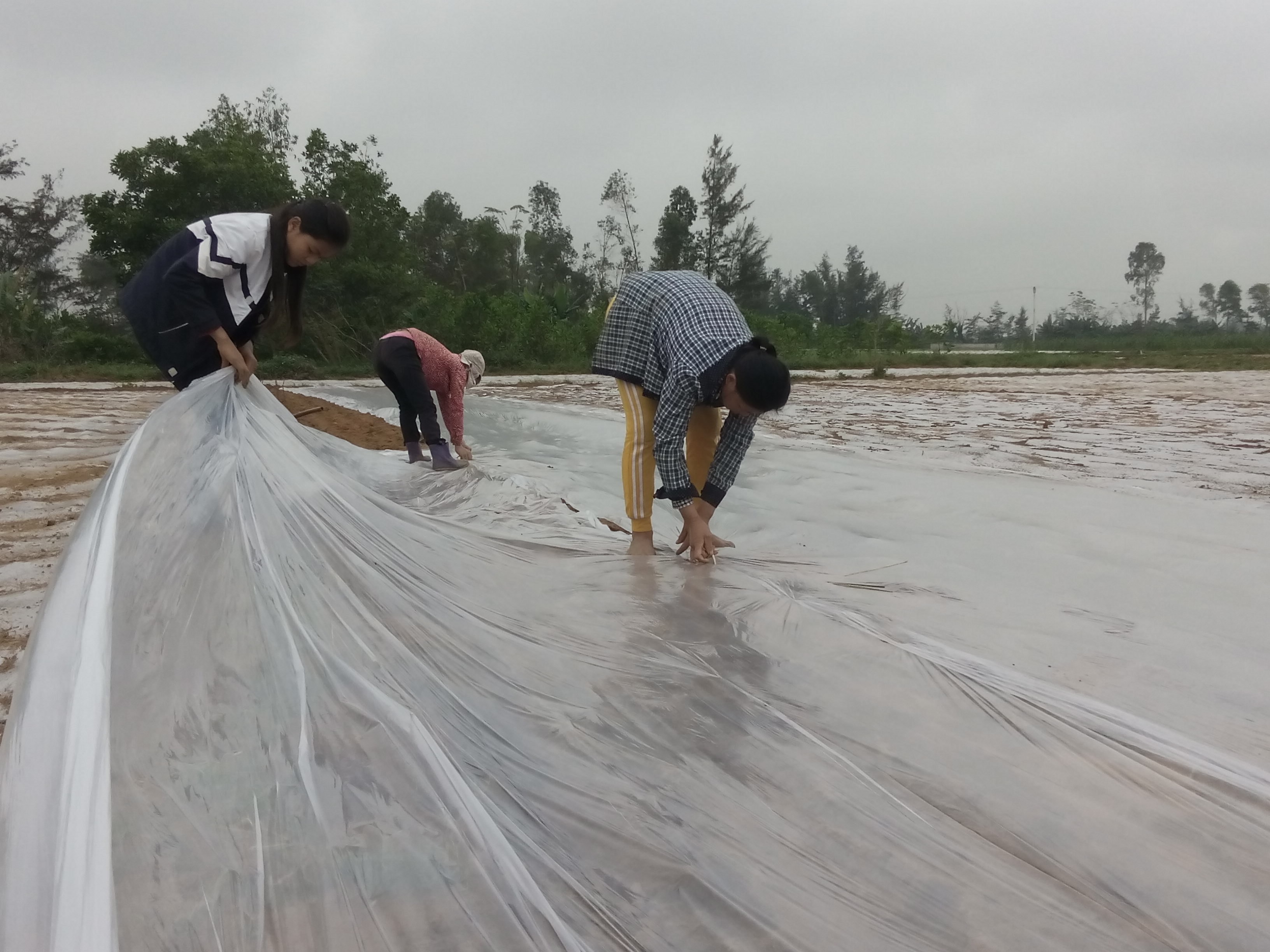 Nông dân xã Diễn Hùng (Diễn Châu) đã cơ bản hoàn thành gieo trồng lạc vụ đông. Ảnh: Giang Mai