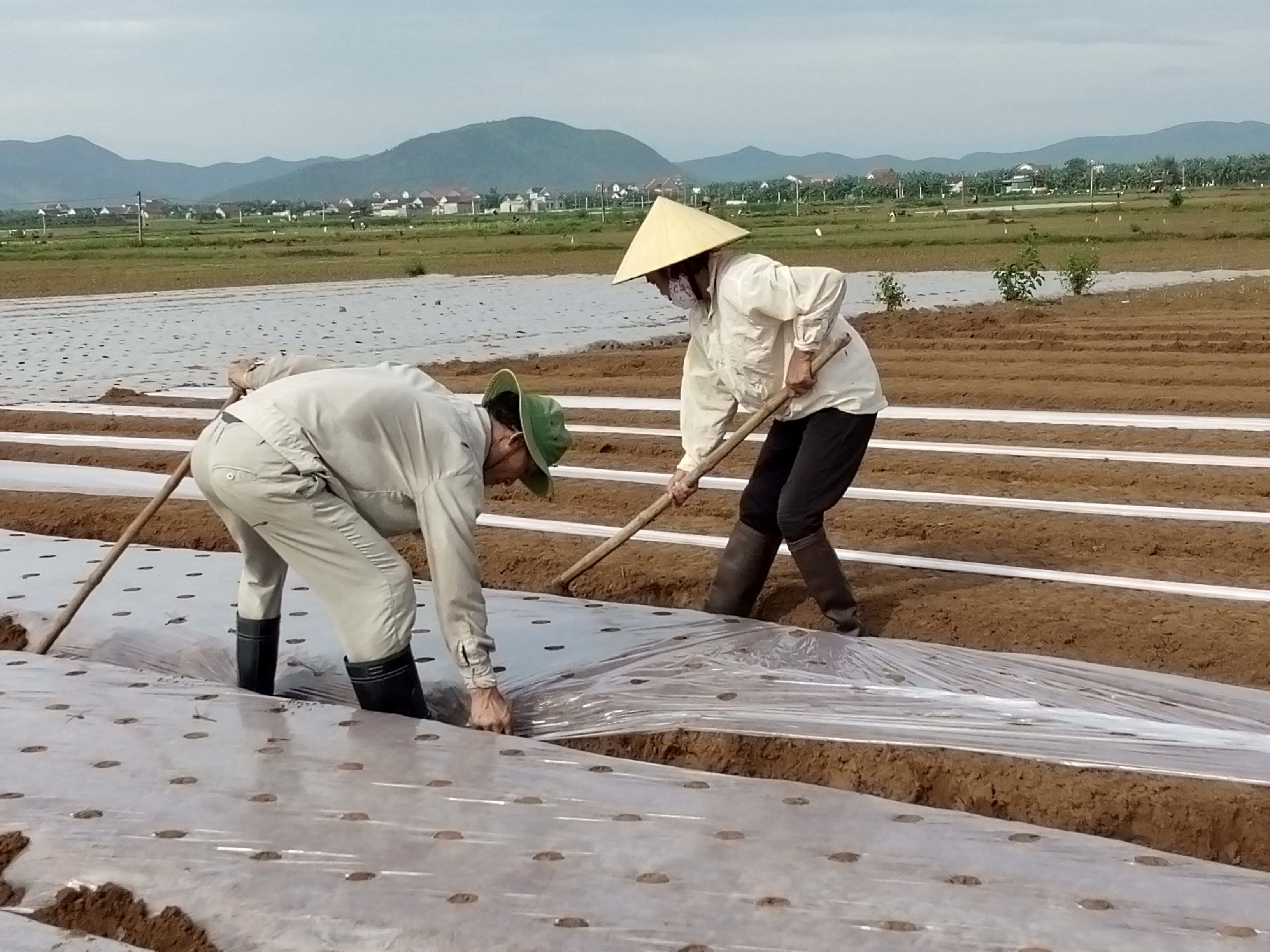 Nông dân xã Diễn Thịnh phủ nilon cho cây lạc. Ảnh: Mai Giang